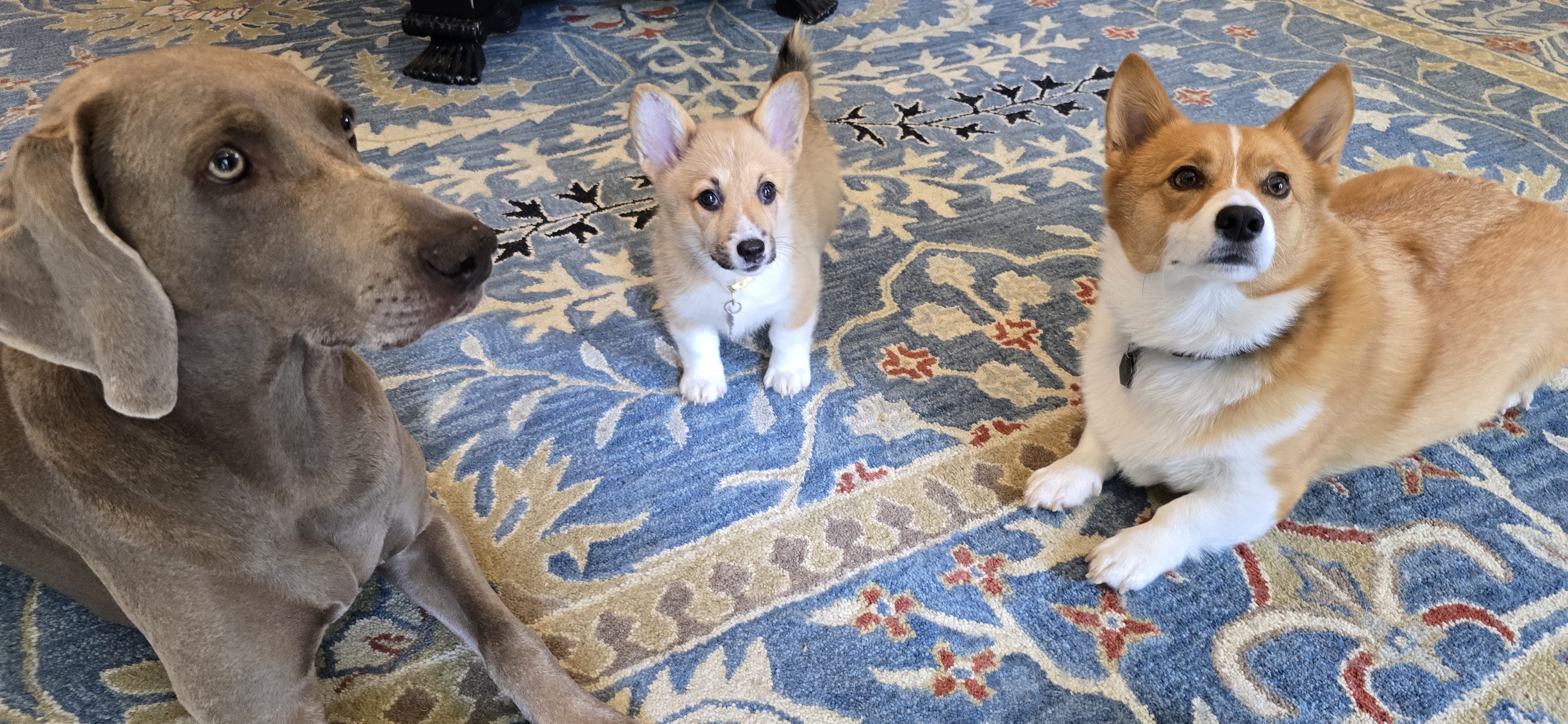 A picture of Kitsune, a 3 months old Other dog.