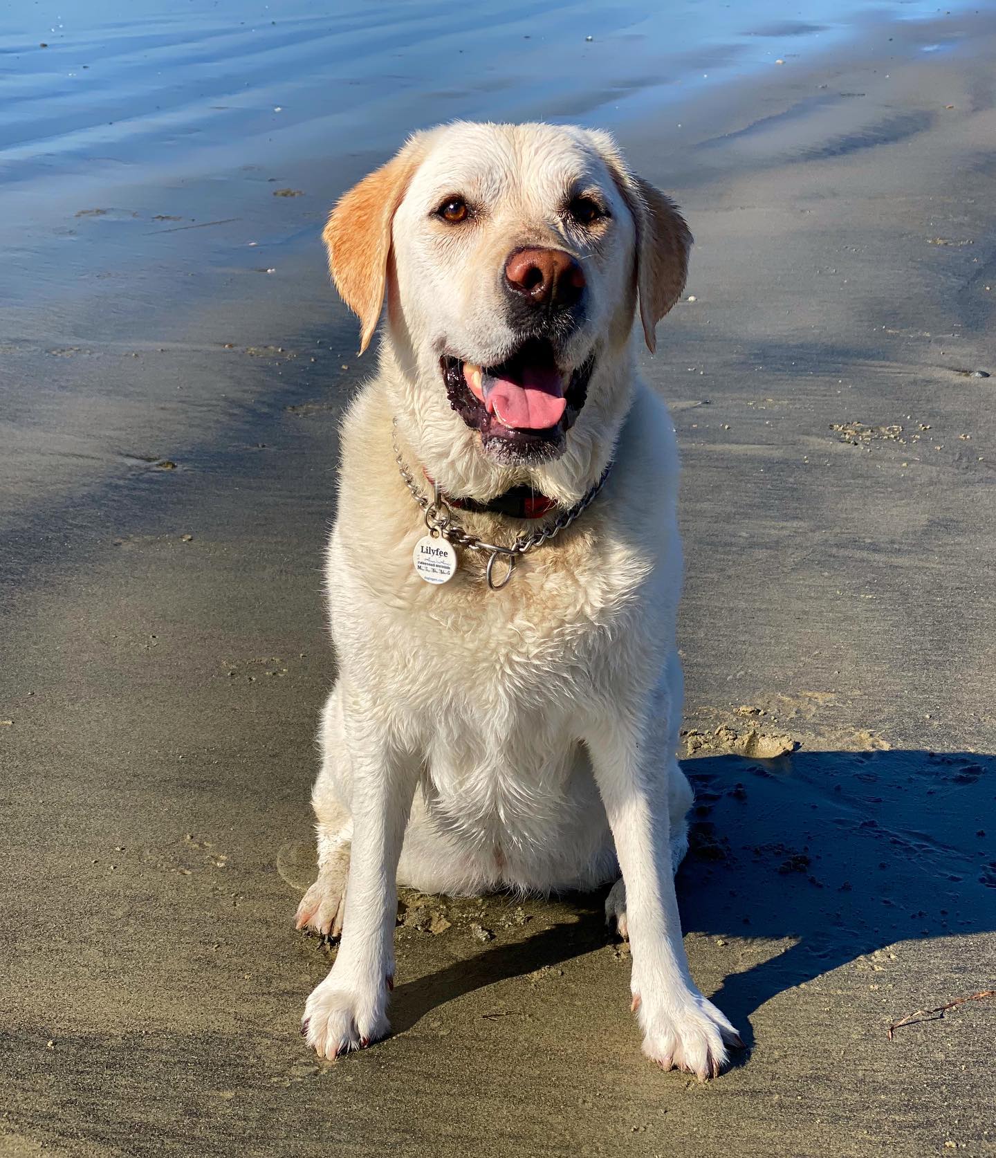 A picture of Lilyfee, a 9 years 6 months old Other dog.