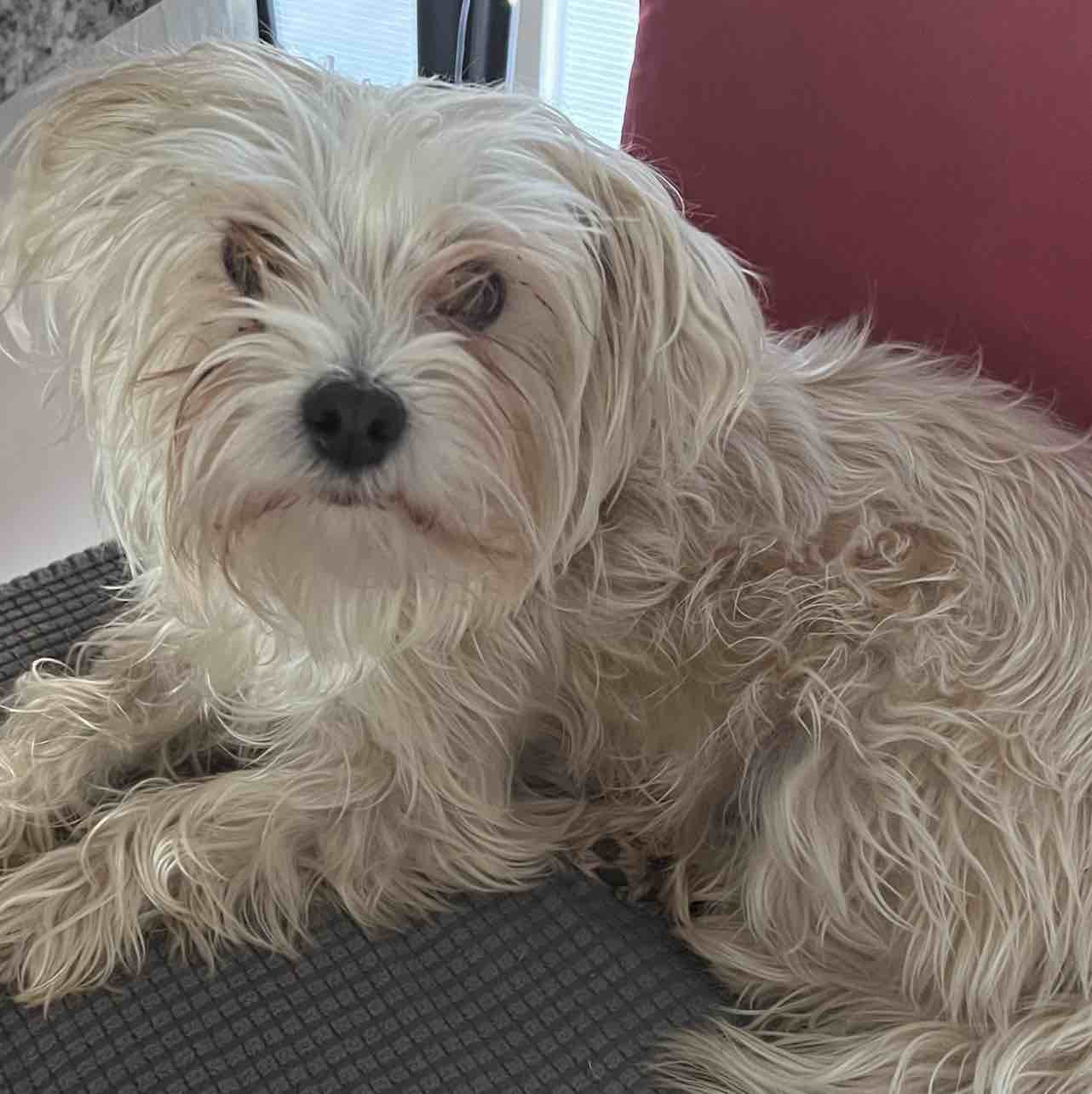 A picture of Shasha, a 6 years 2 months old Other Mix dog.