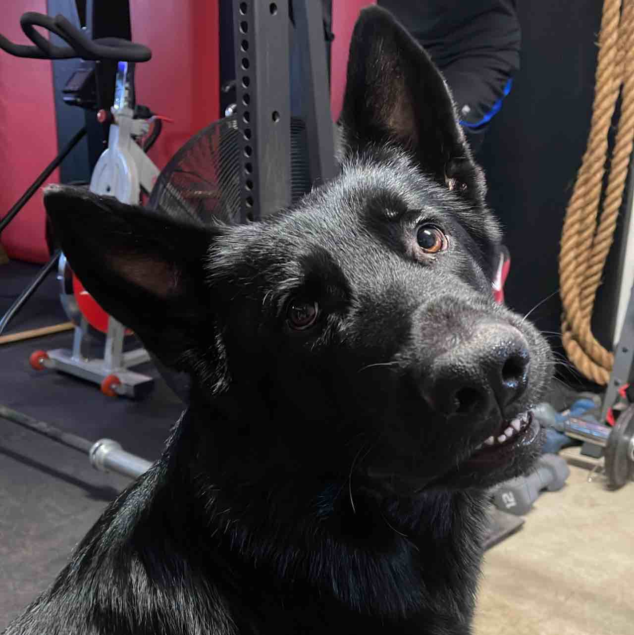 A picture of Murt, a 5 years 11 months old Other dog.