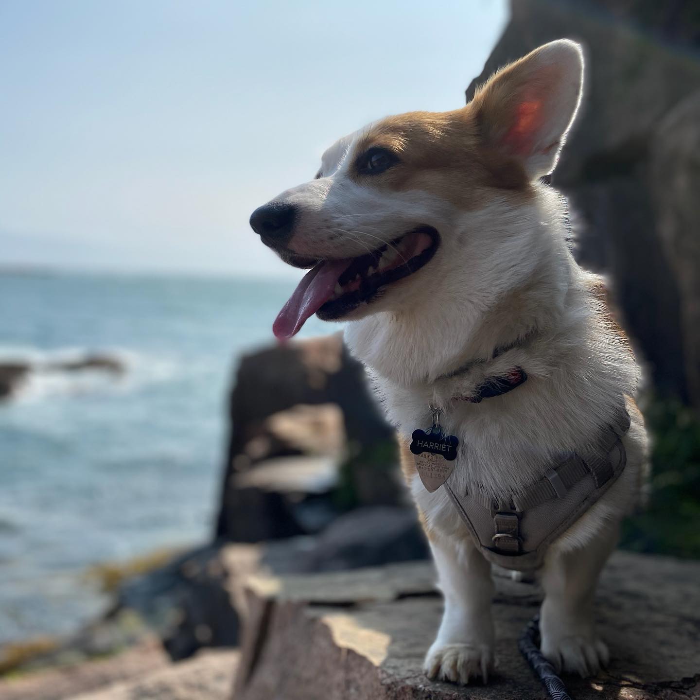 A picture of Harriet, a 5 years 11 months old Pembroke Welsh Corgi dog.
