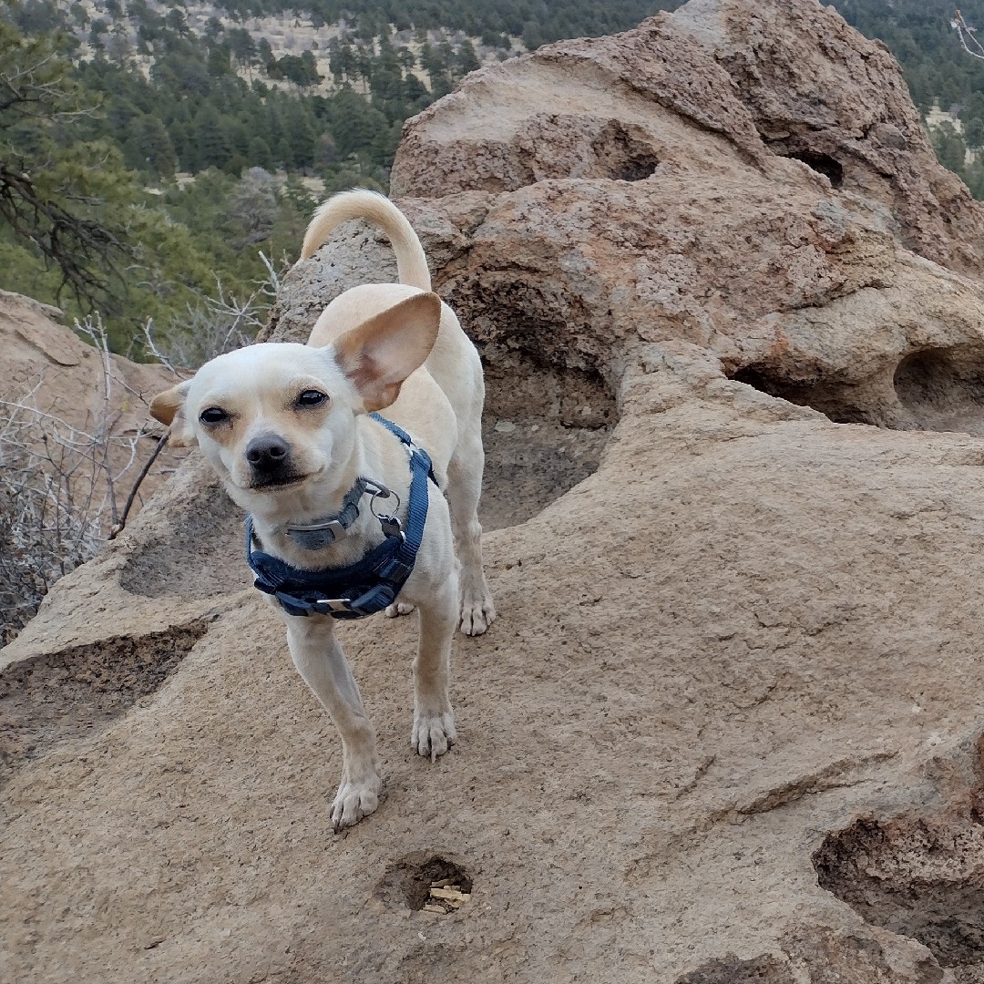 A picture of Hoshi, a 4 years 6 months old Other dog.