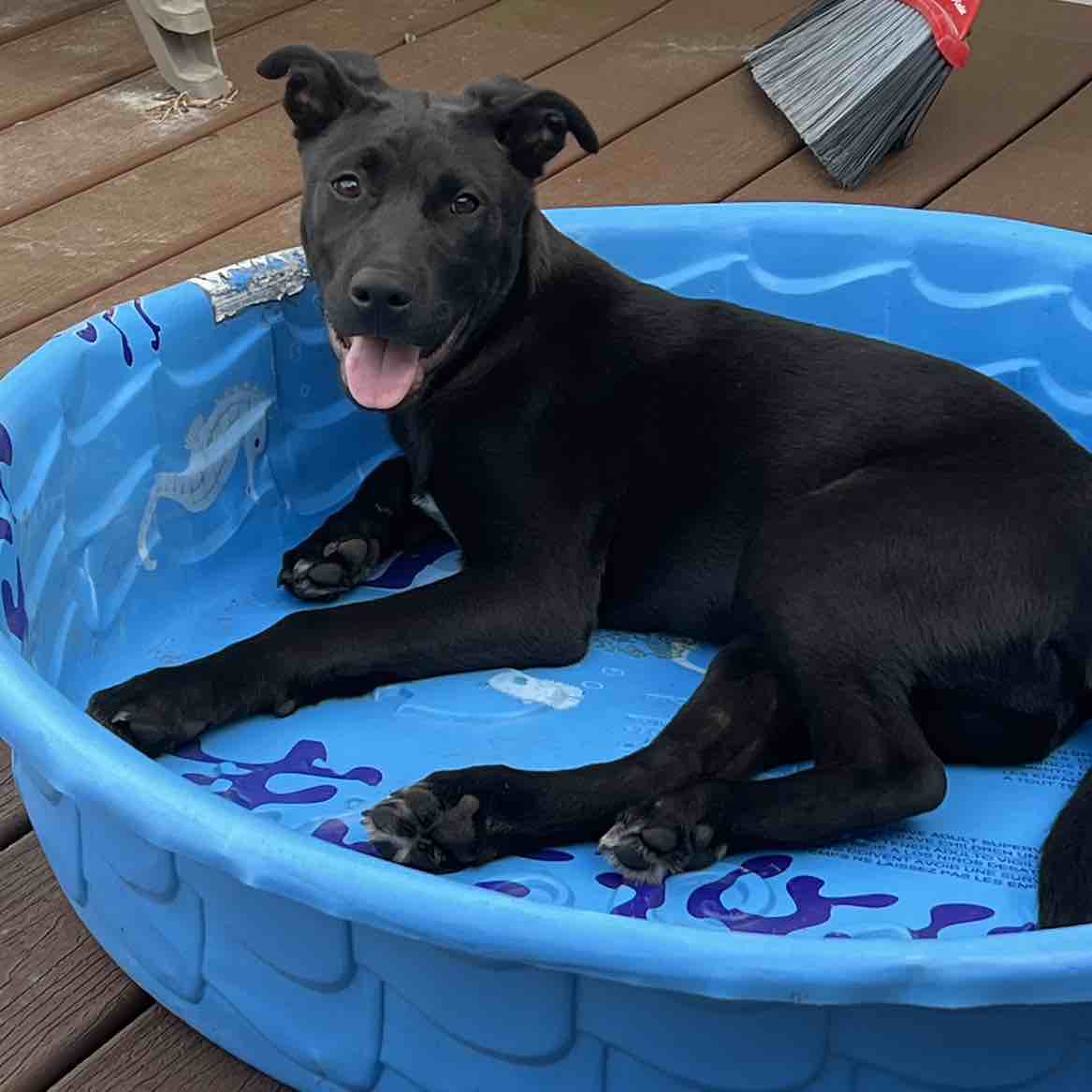 A picture of Pango, a 3 years old Labrador Husky Mix dog.