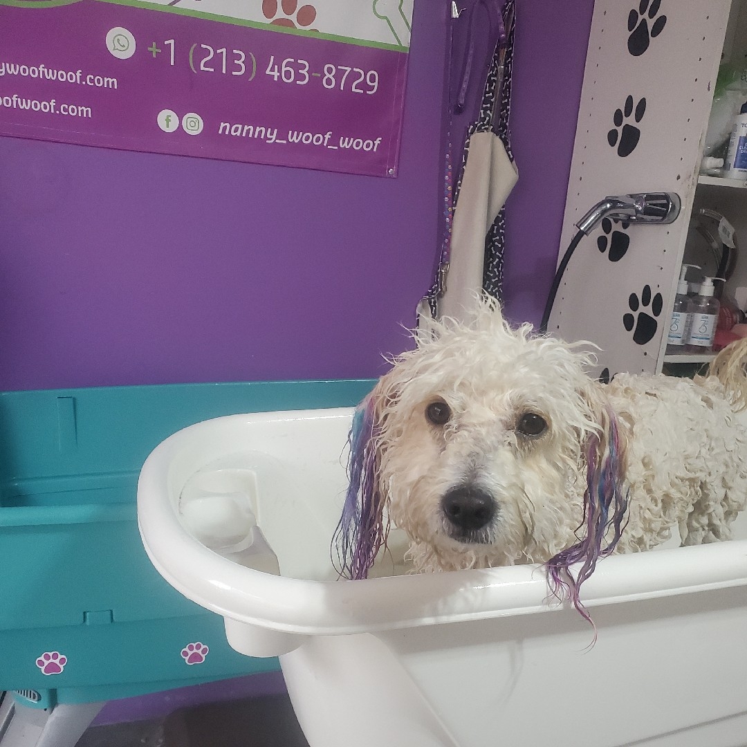 A picture of Evva Farell, a 9 years 7 months old Other Mix dog.