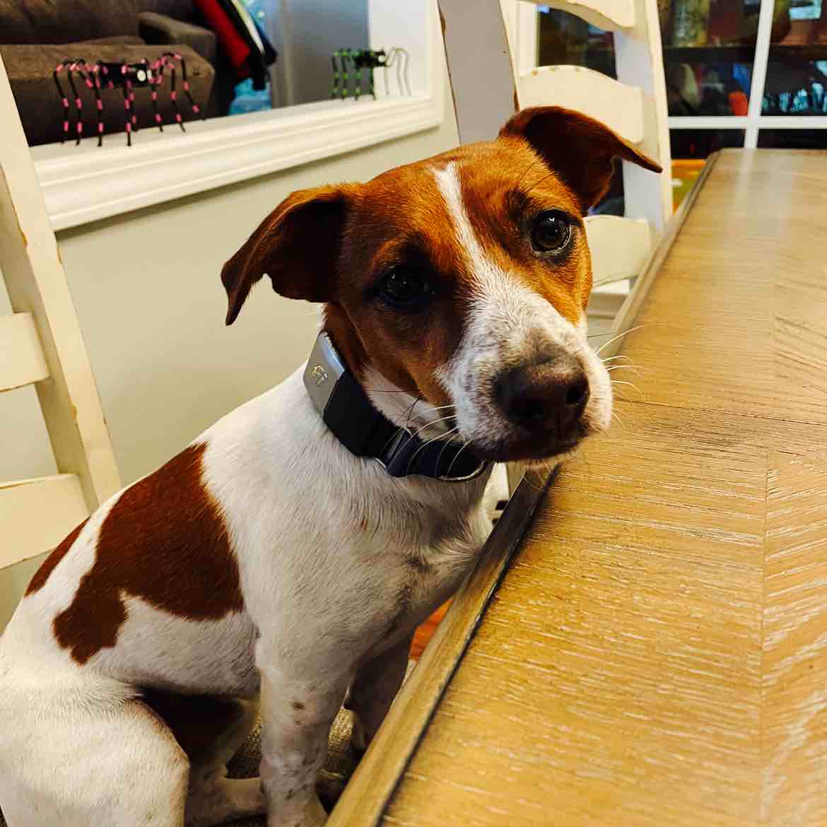 A picture of Frankie, a 3 years 10 months old Other dog.