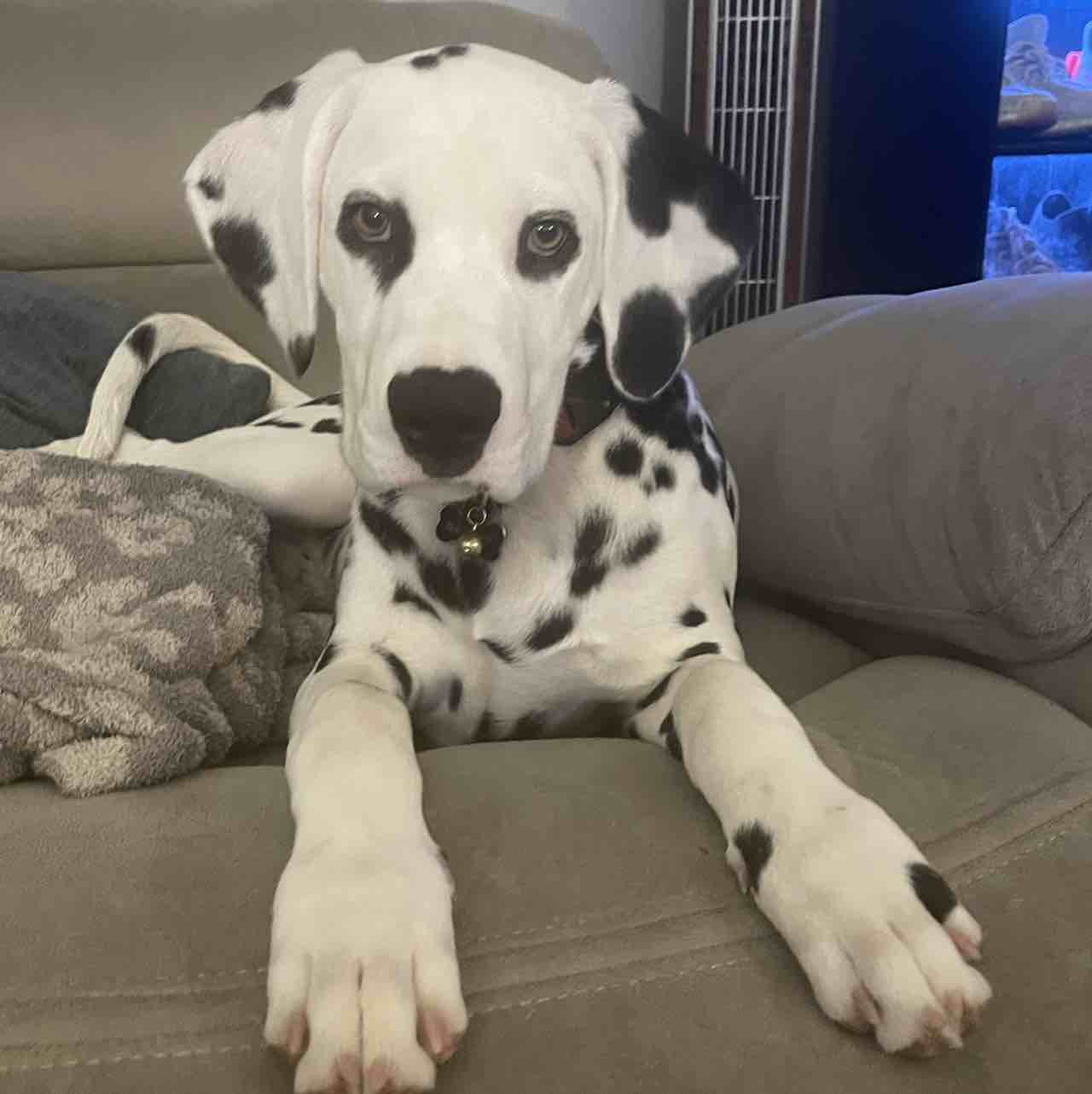 A picture of Bandit, a 3 years 9 months old Other dog.