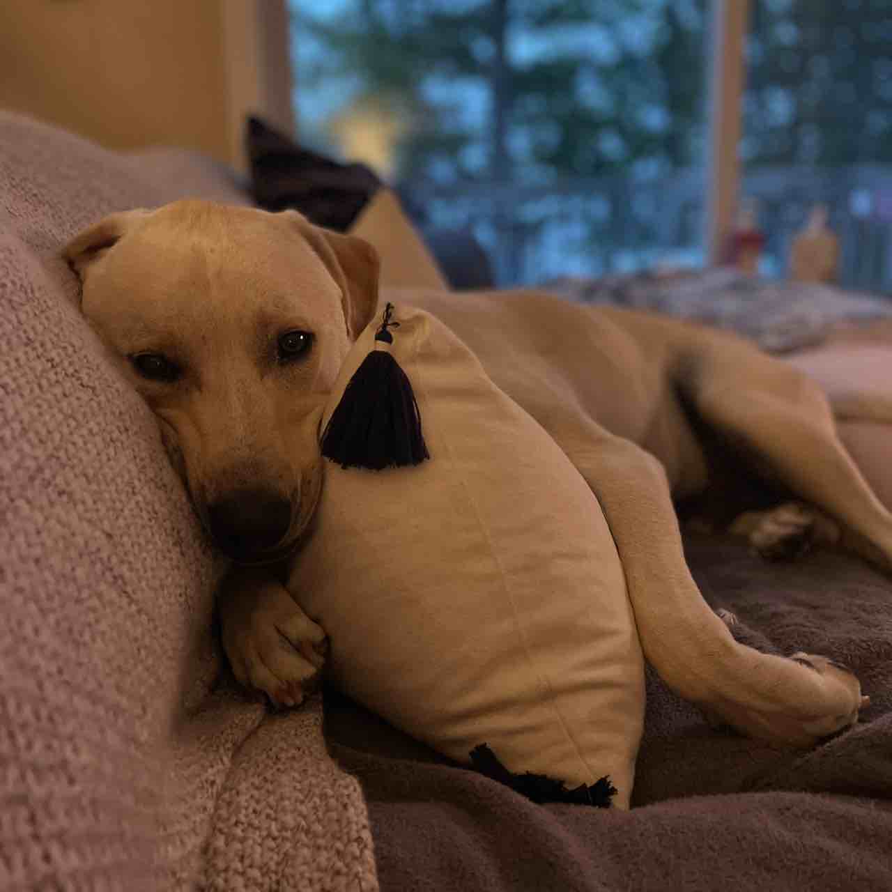 A picture of Huss Bus, a 5 years 9 months old Other Mix dog.