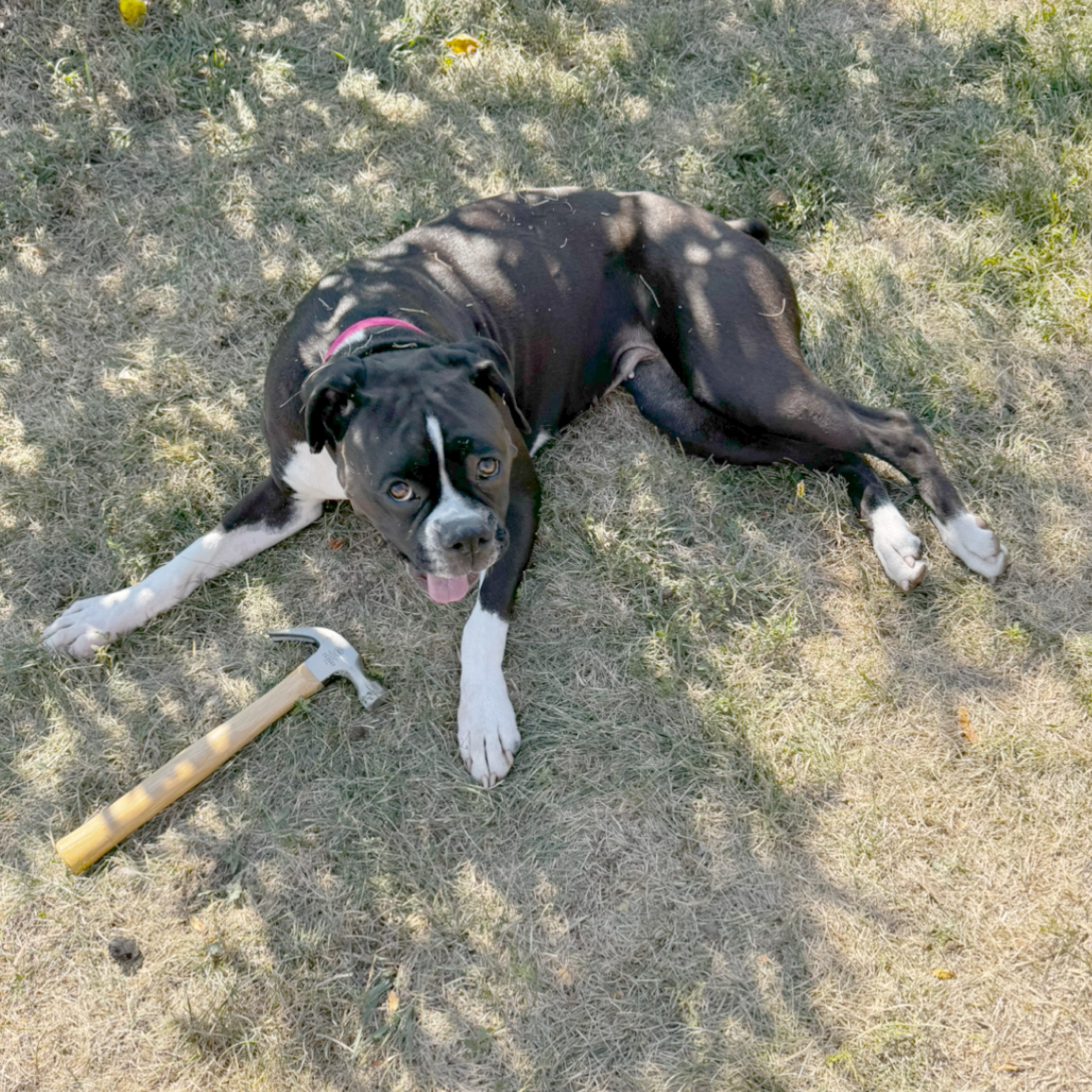 A picture of Lunatic, a 1 year 6 months old Other dog.