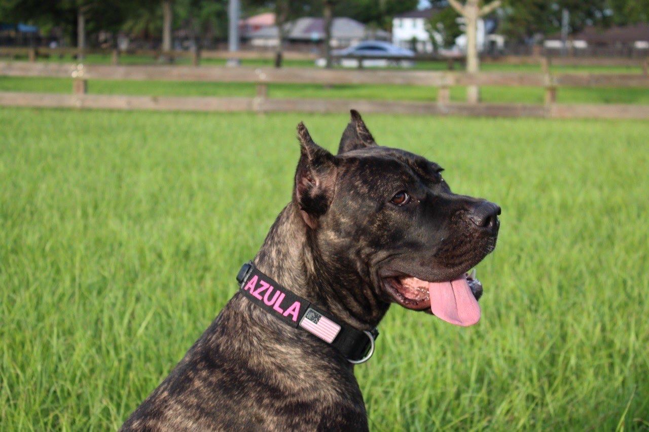 A picture of Azula 🦇, a 10 months old Other dog.