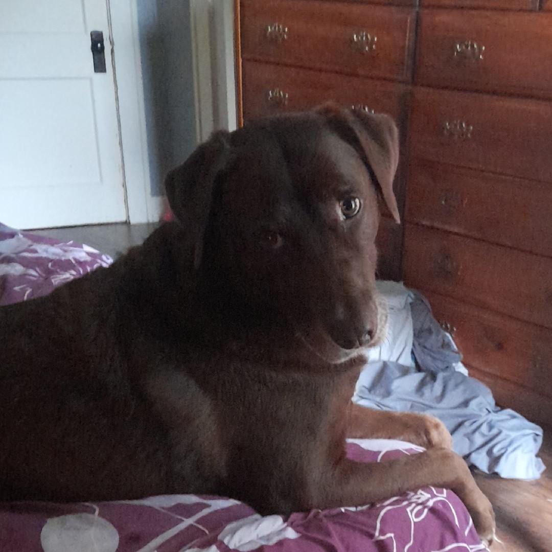 A picture of Lady Falcor, a 13 years old Other Mix dog.