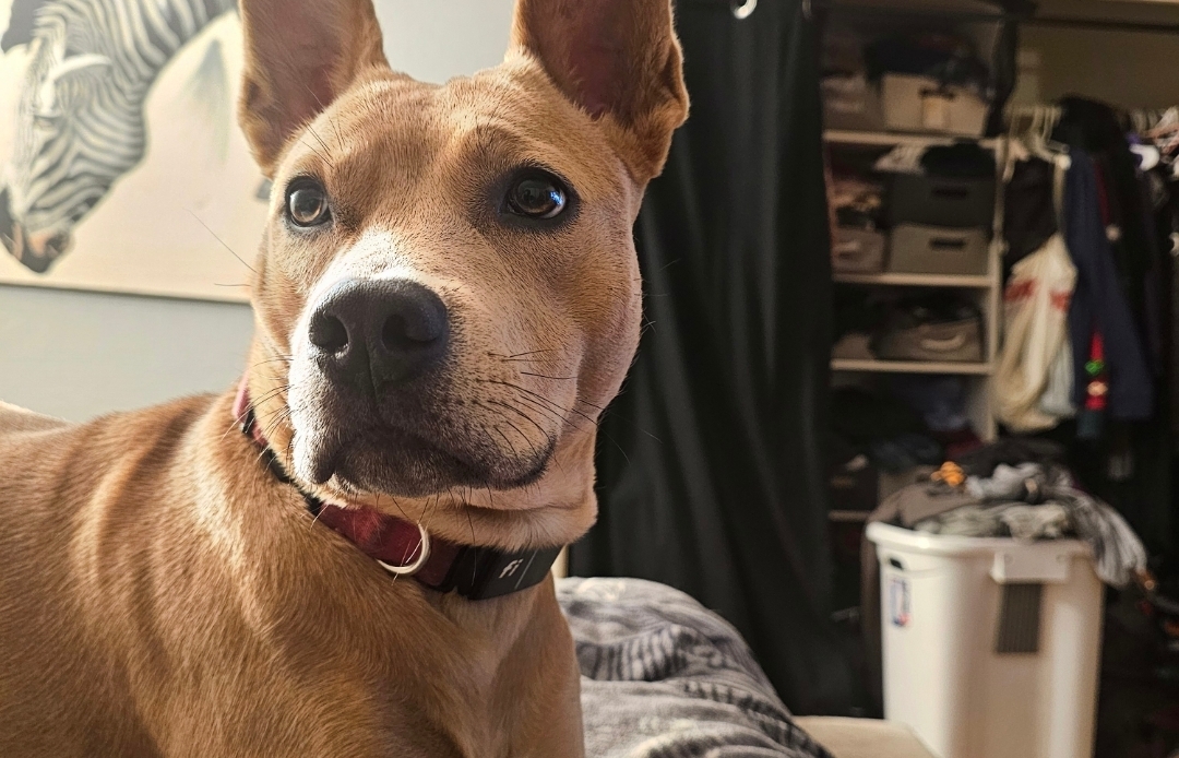 A picture of Daisy Lu, a 2 years old Other Mix dog.