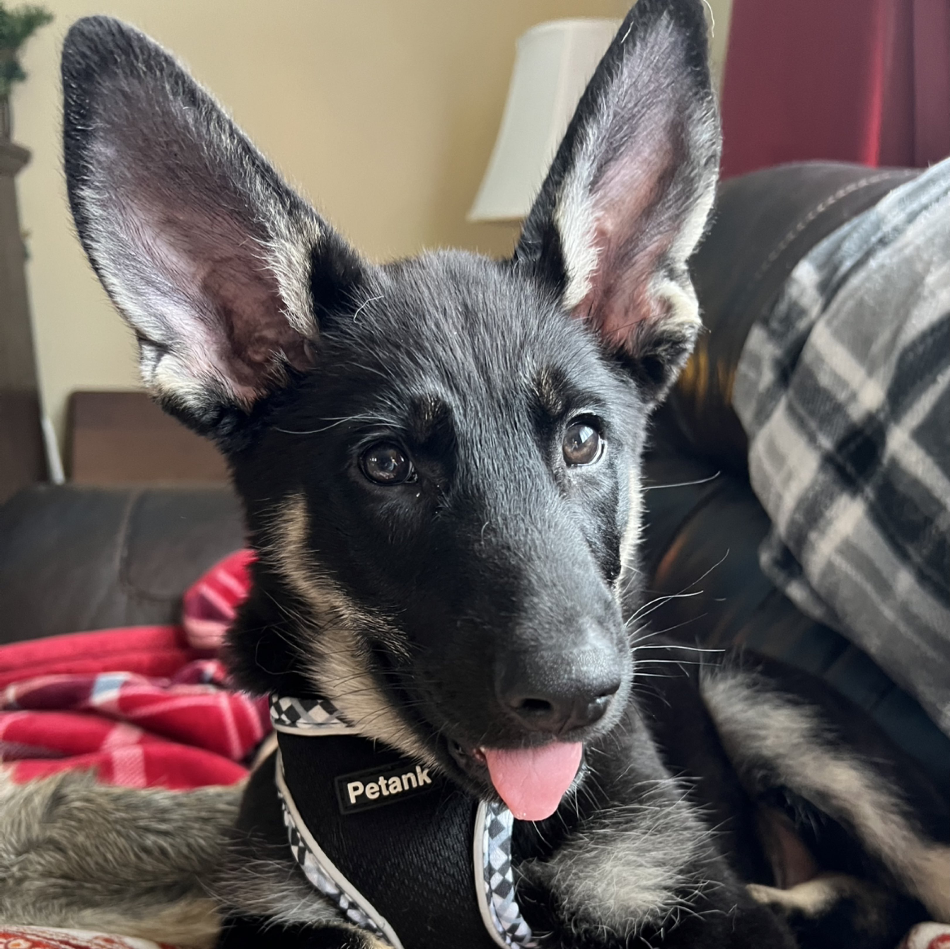 A picture of Jager, a 6 months old Other dog.