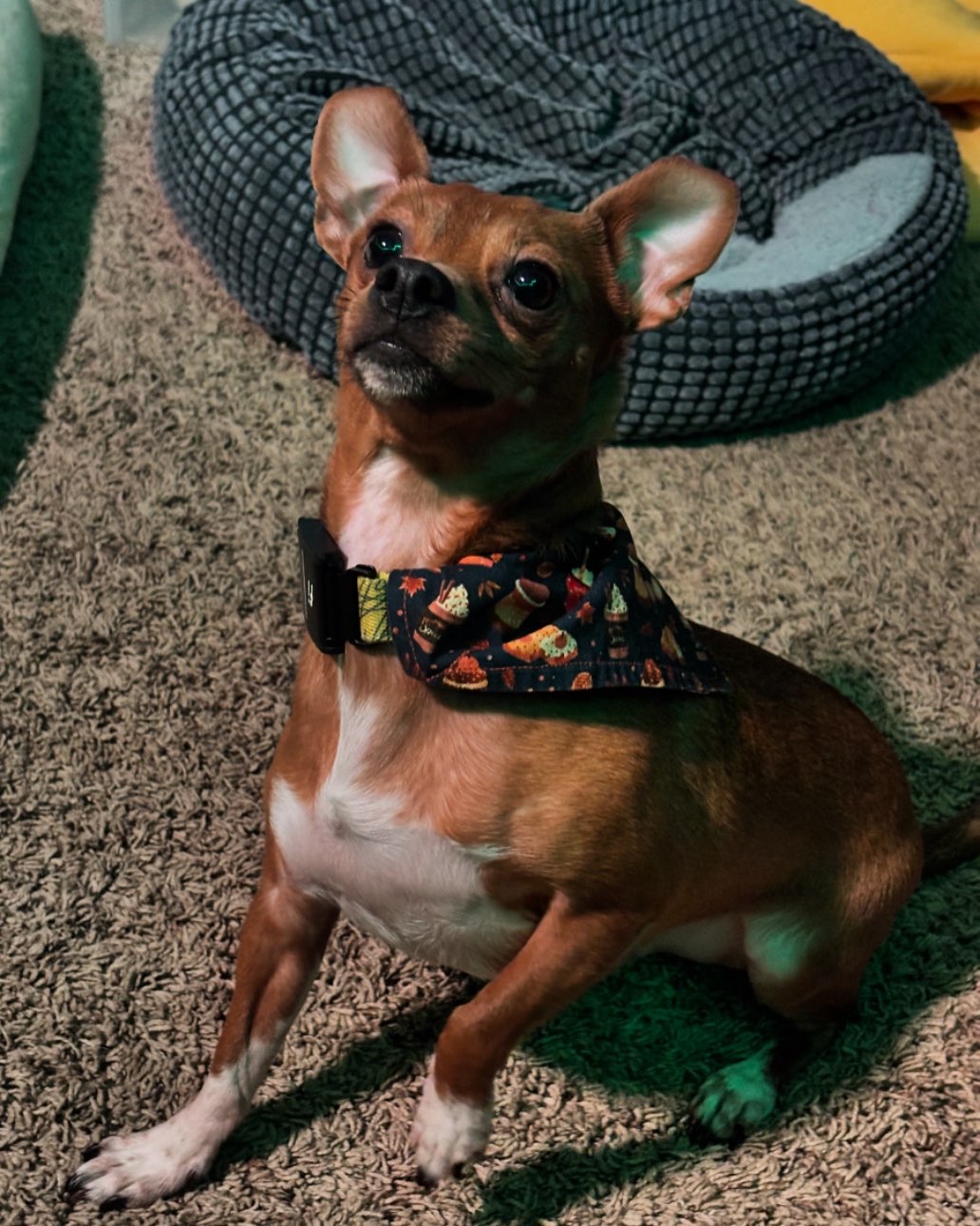 A picture of Scrappy Doo Adams, a 4 years 5 months old Other dog.