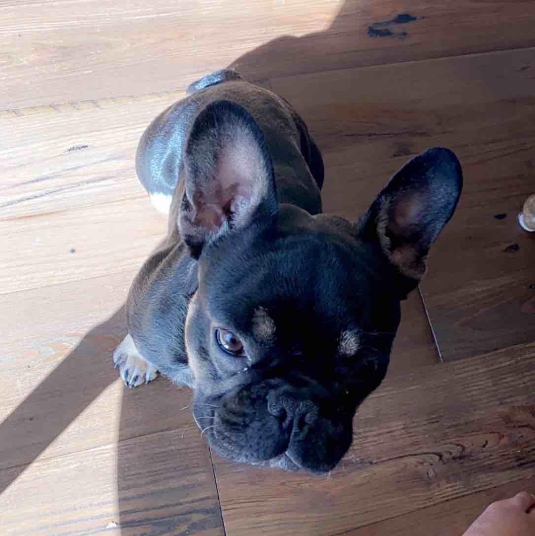 A picture of Leo Christopher Criscuolo, a 5 years 10 months old Other dog.