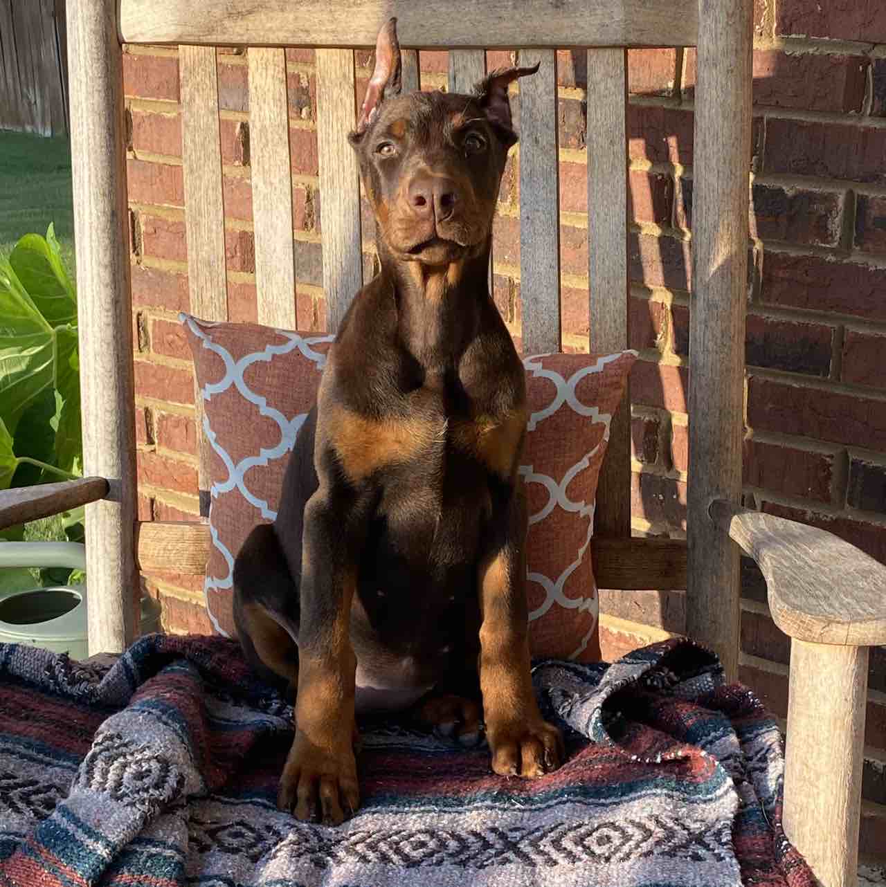 A picture of Kendall Glenn, a 5 years 3 months old Other dog.