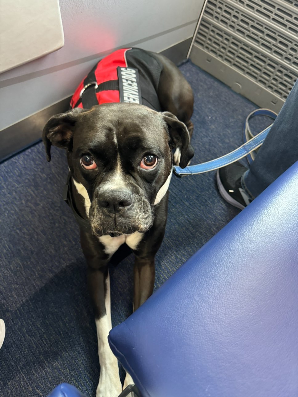 A picture of Reo, a 5 years 10 months old Other dog.