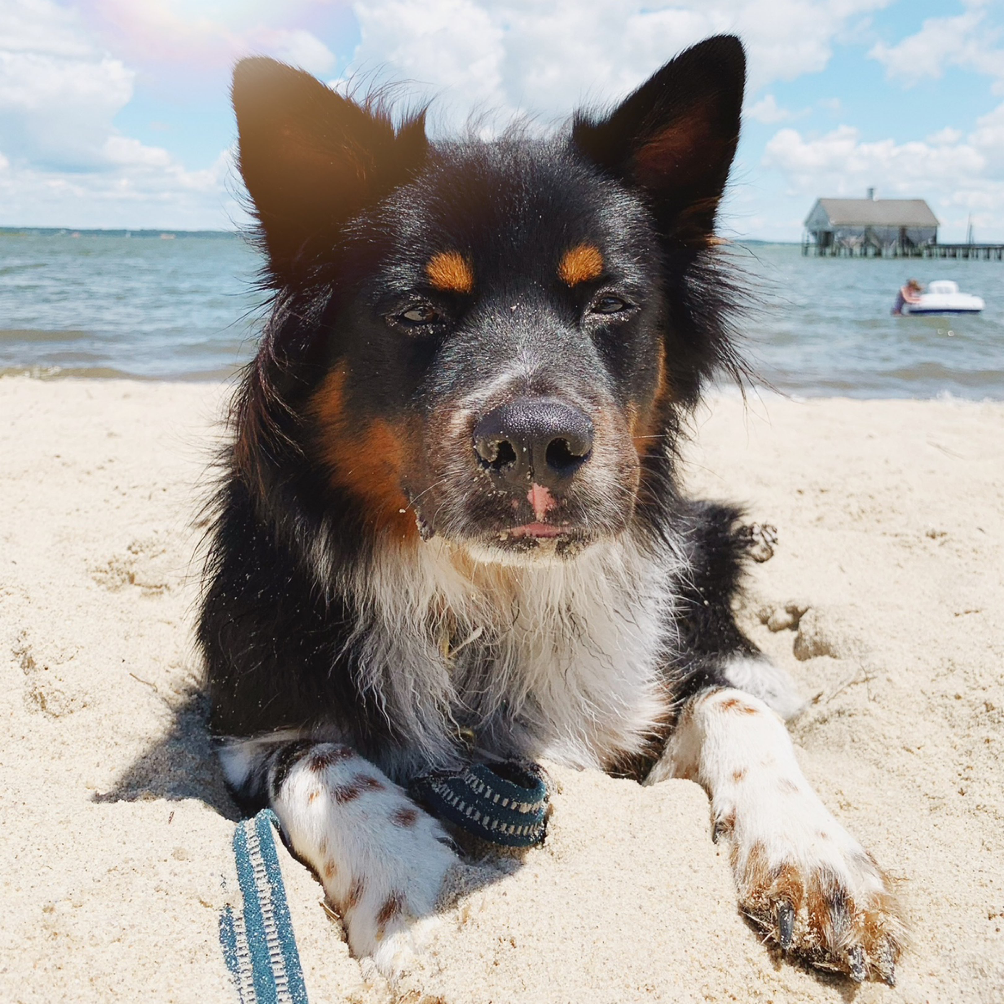 A picture of Baloo, a 5 years 2 months old Other Mix dog.