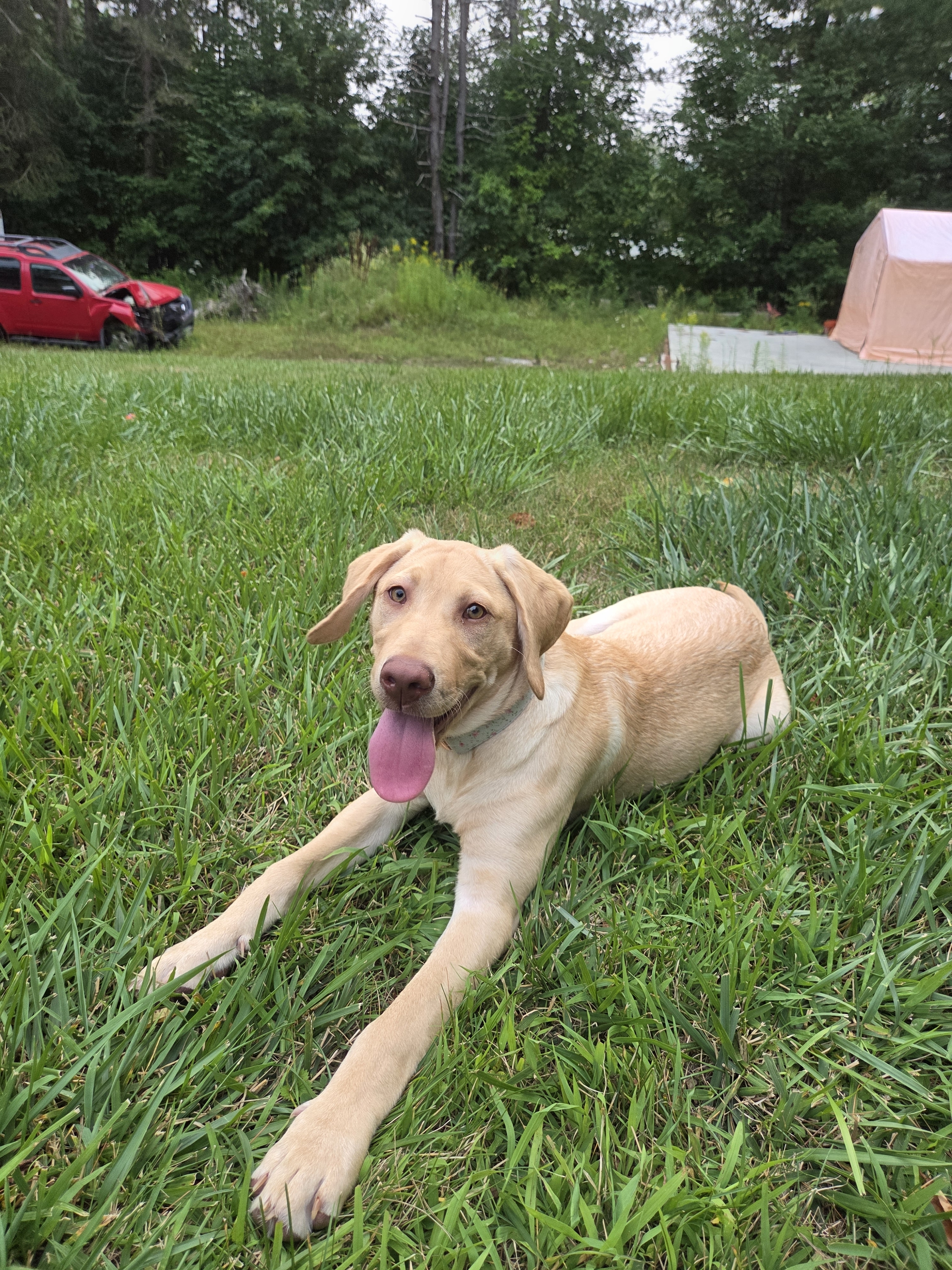 A picture of Videl, a 5 months old Other dog.