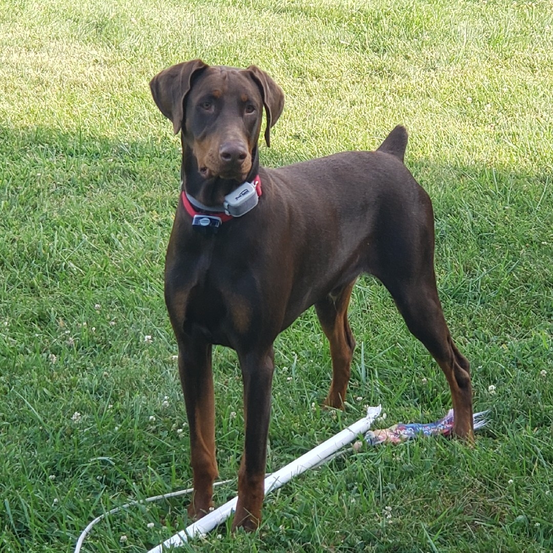 A picture of Dante El Diablo, a 3 years 9 months old Other dog.