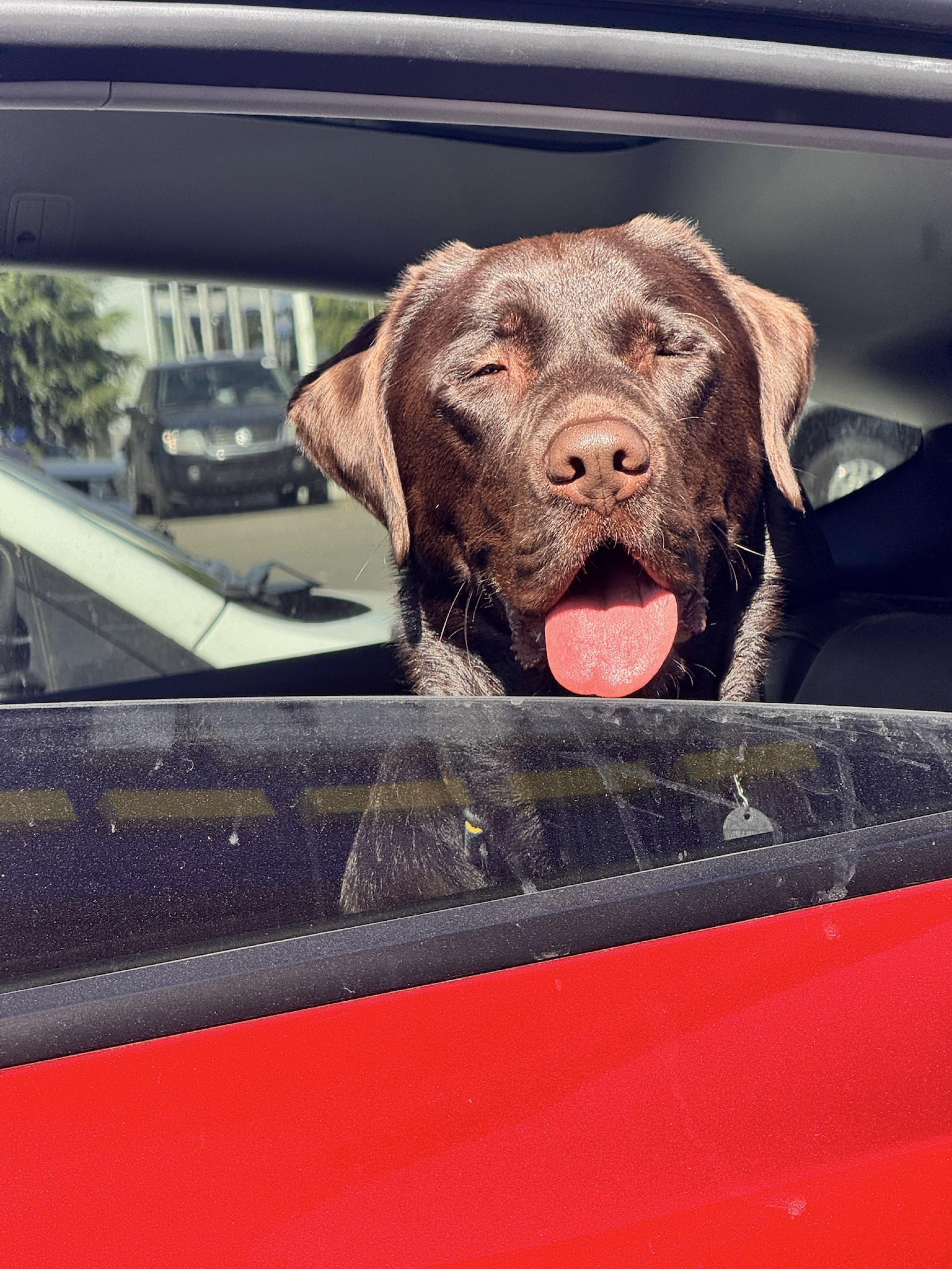 A picture of Ollie, a 2 years 10 months old Other dog.