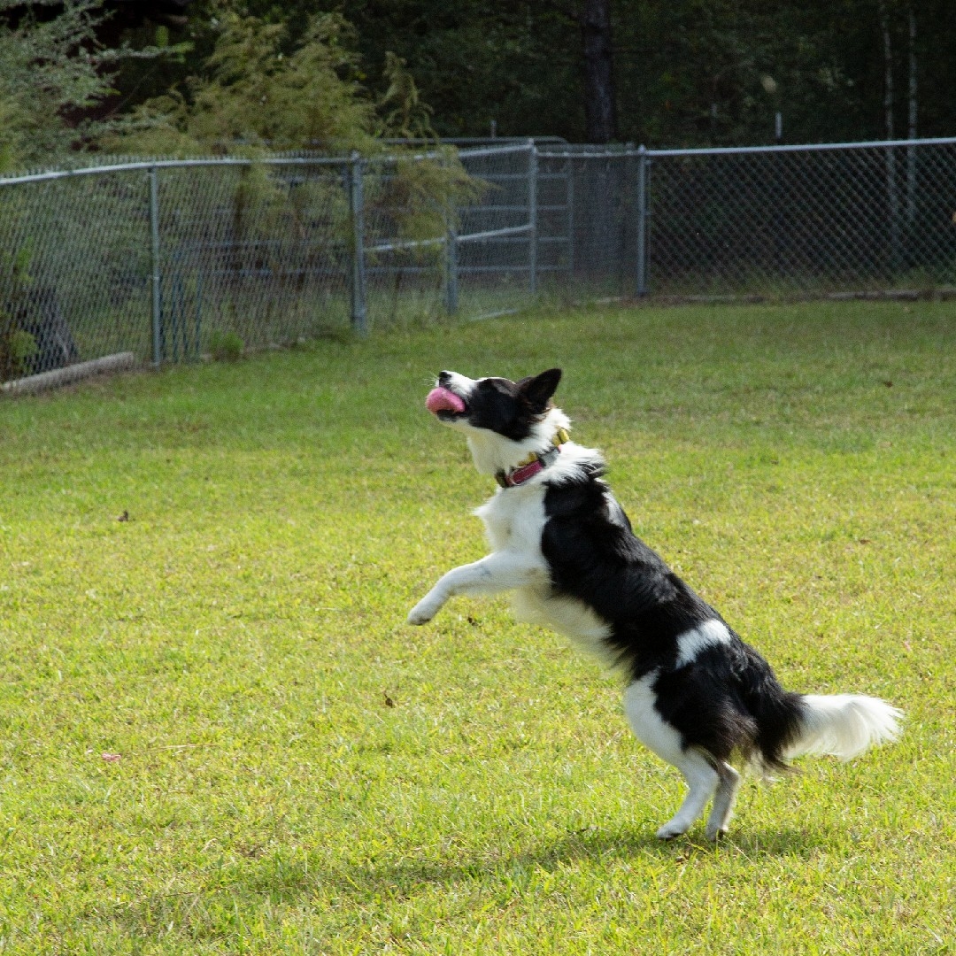 A picture of Bella Rose, a 3 years 7 months old Other dog.