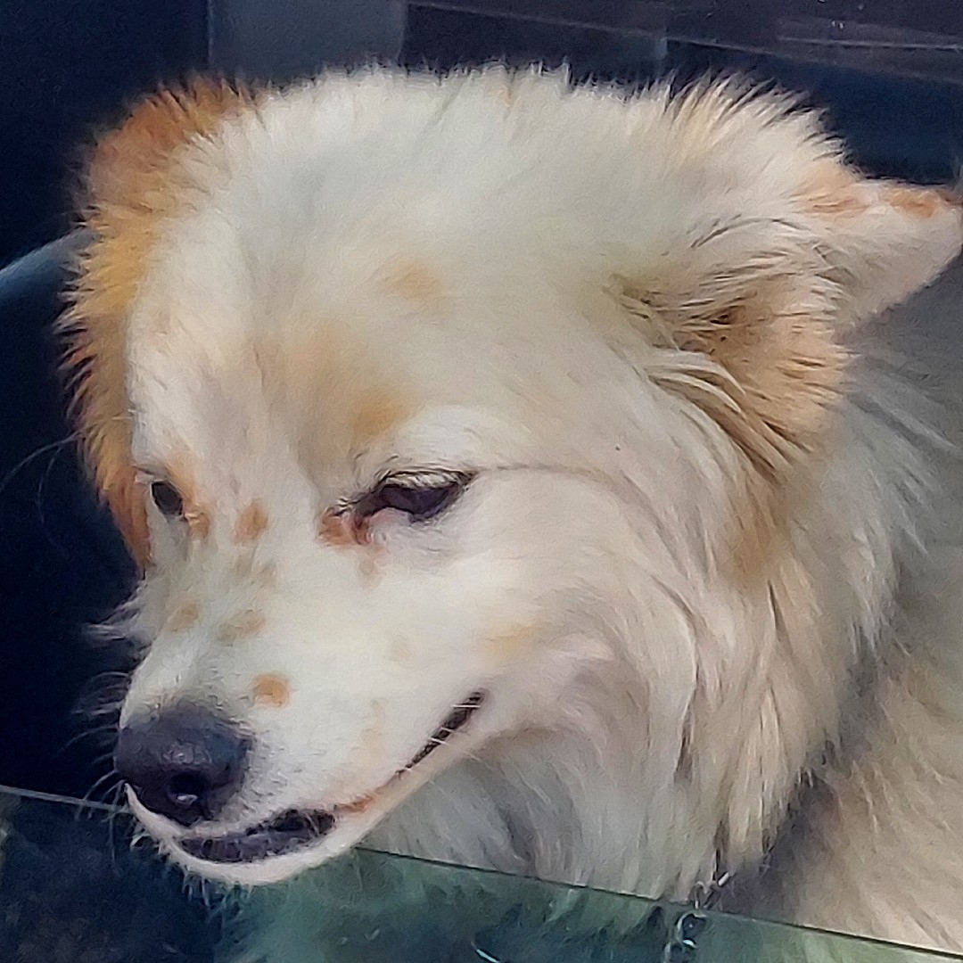 A picture of Jojo, a 6 years 4 months old Other Mix dog.