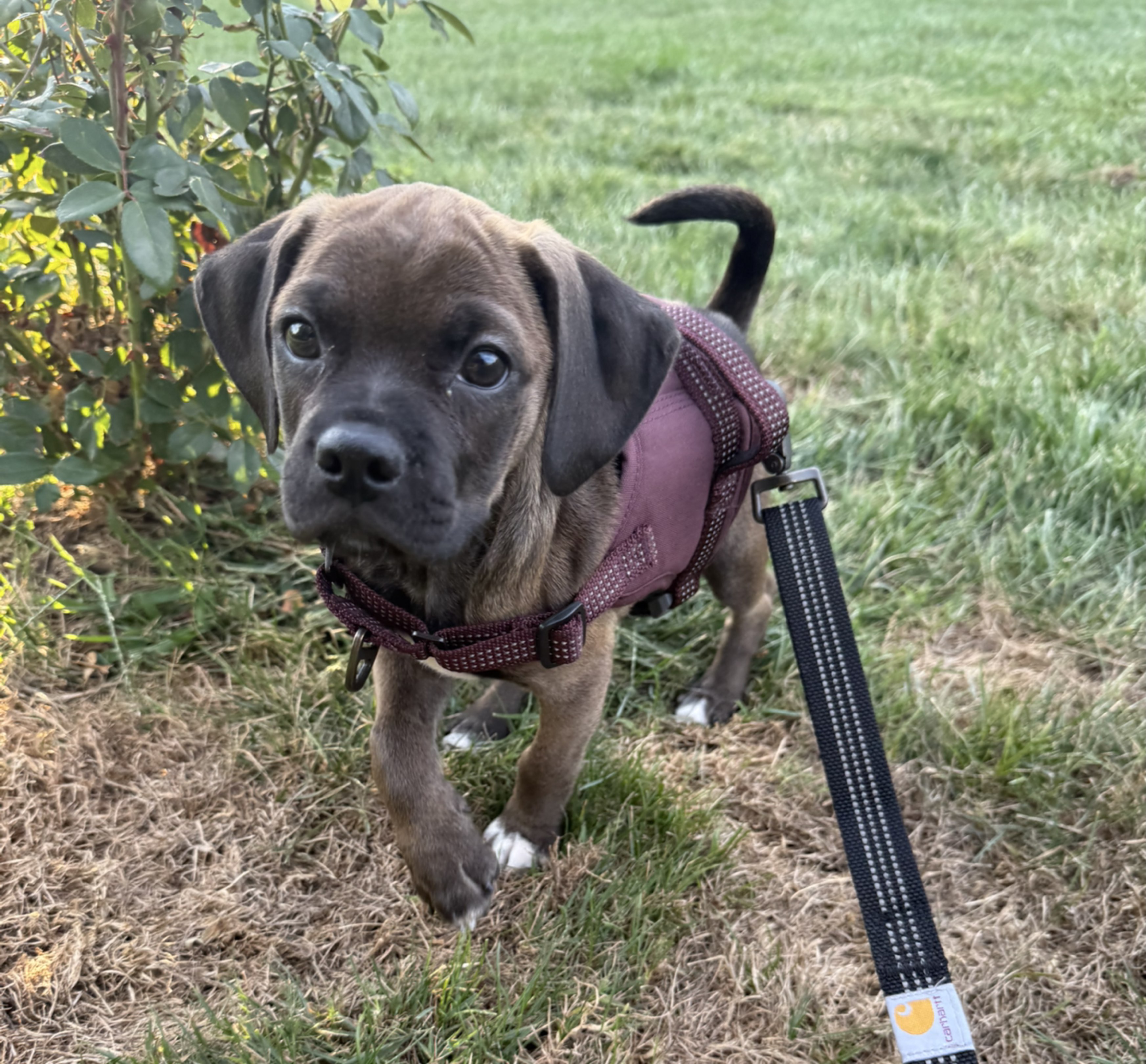 A picture of Ziggy, a 2 months old Other dog.