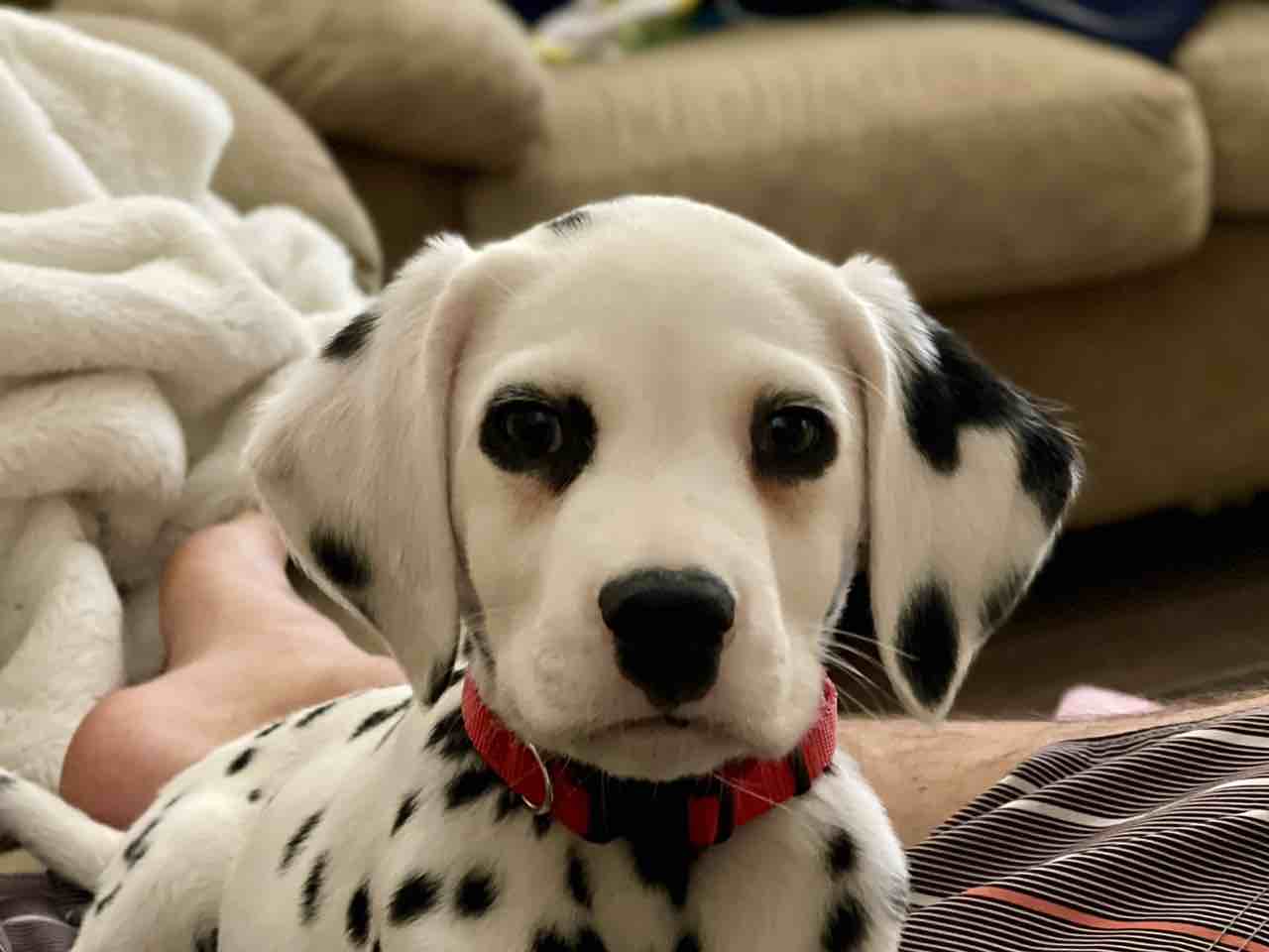 A picture of Bandit, a 3 years 9 months old Other dog.