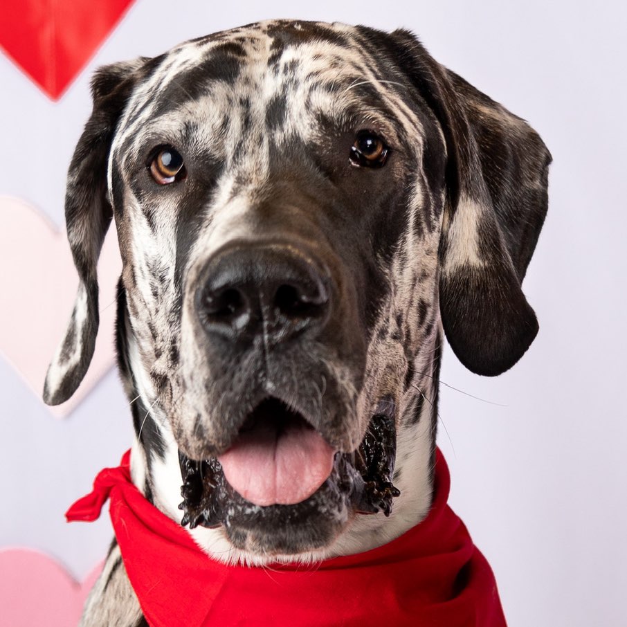 A picture of VooDoo, a 1 year 2 months old Other dog.