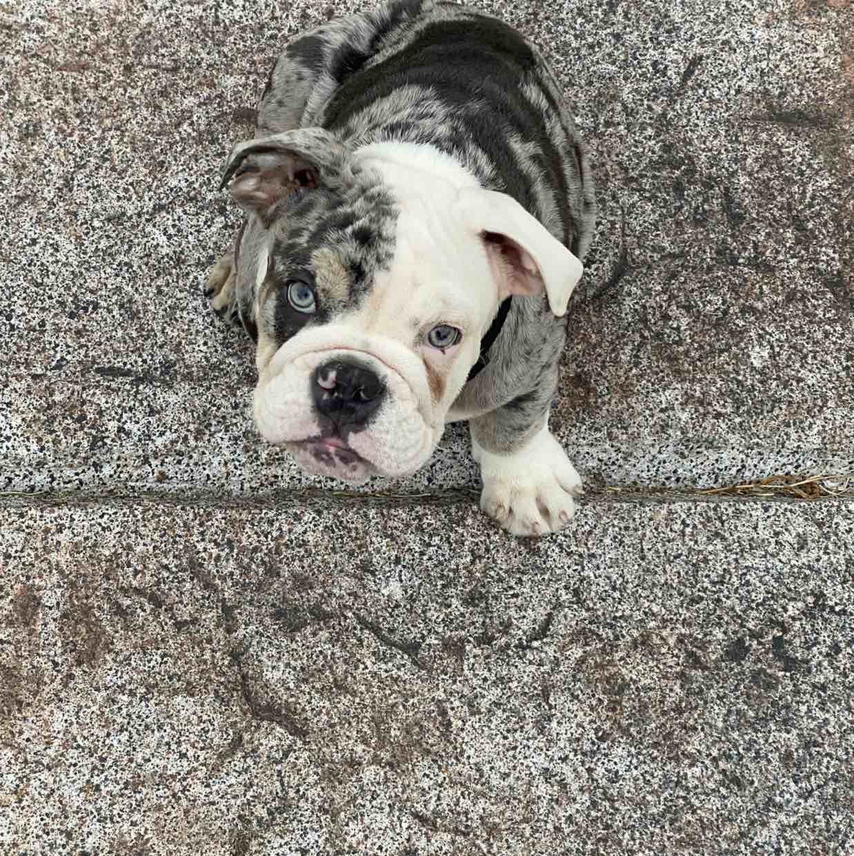 Barkley | Fi Smart Dog Collar