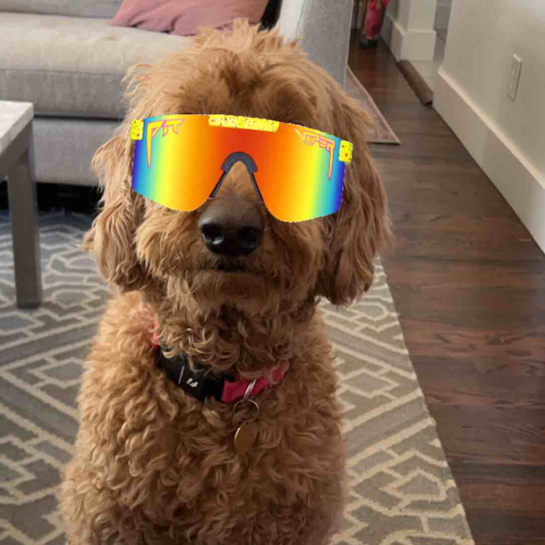 A picture of Tess, a 9 years 7 months old Goldendoodle dog.