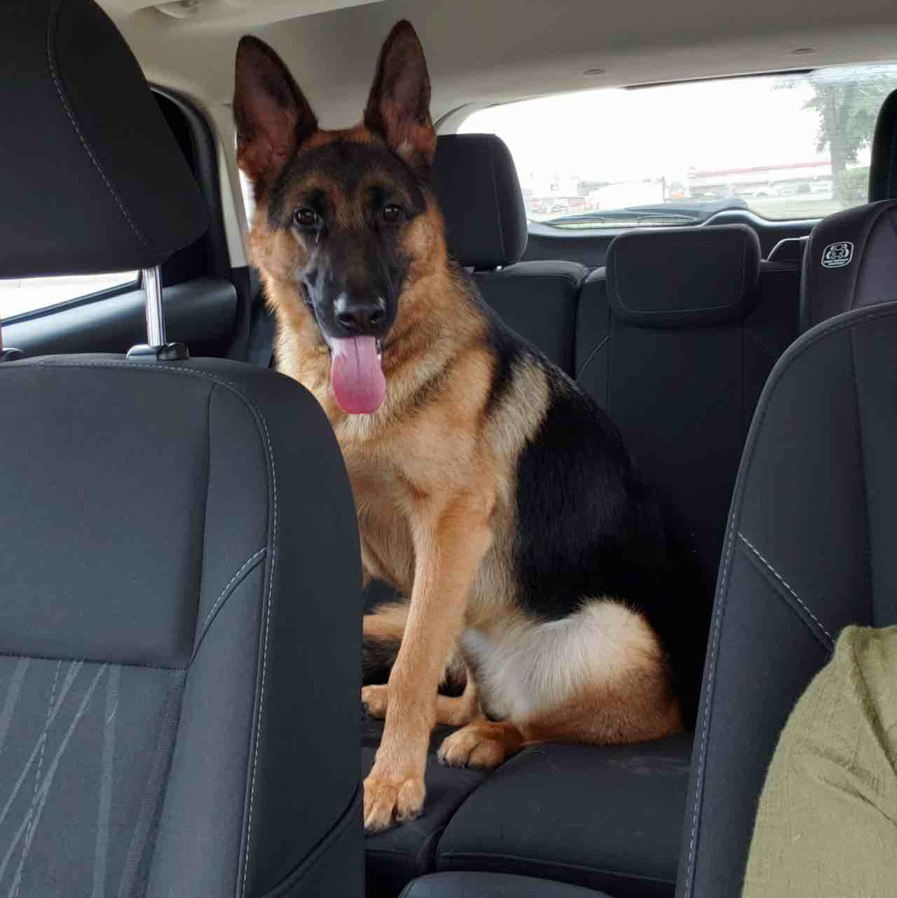 A picture of Elise, a 3 years 5 months old Other dog.