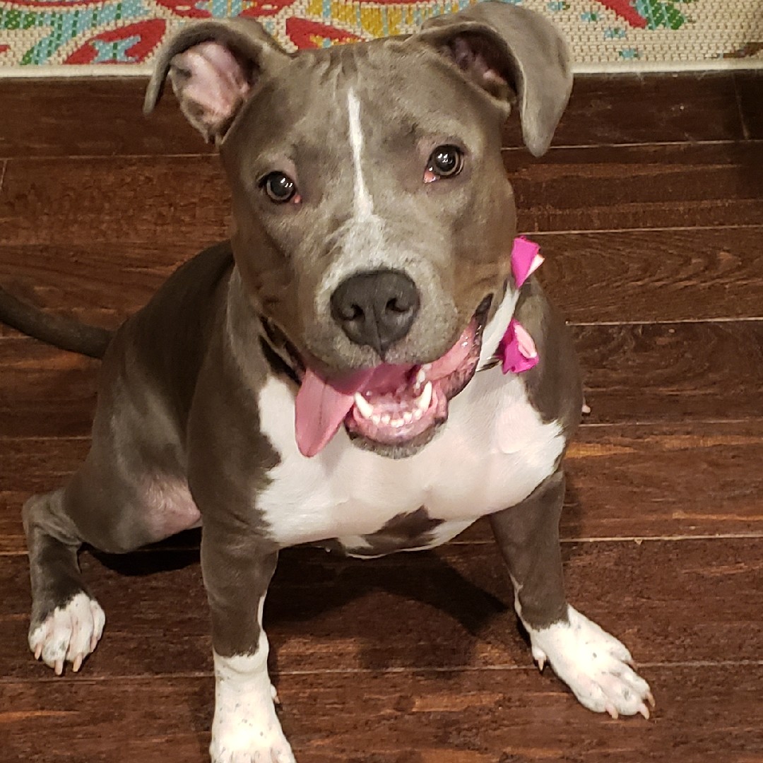 A picture of Sapphire, a 4 years 3 months old Other dog.