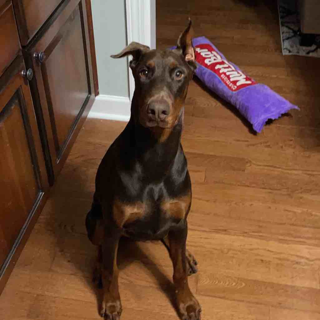 A picture of Kendall Glenn, a 5 years 3 months old Other dog.