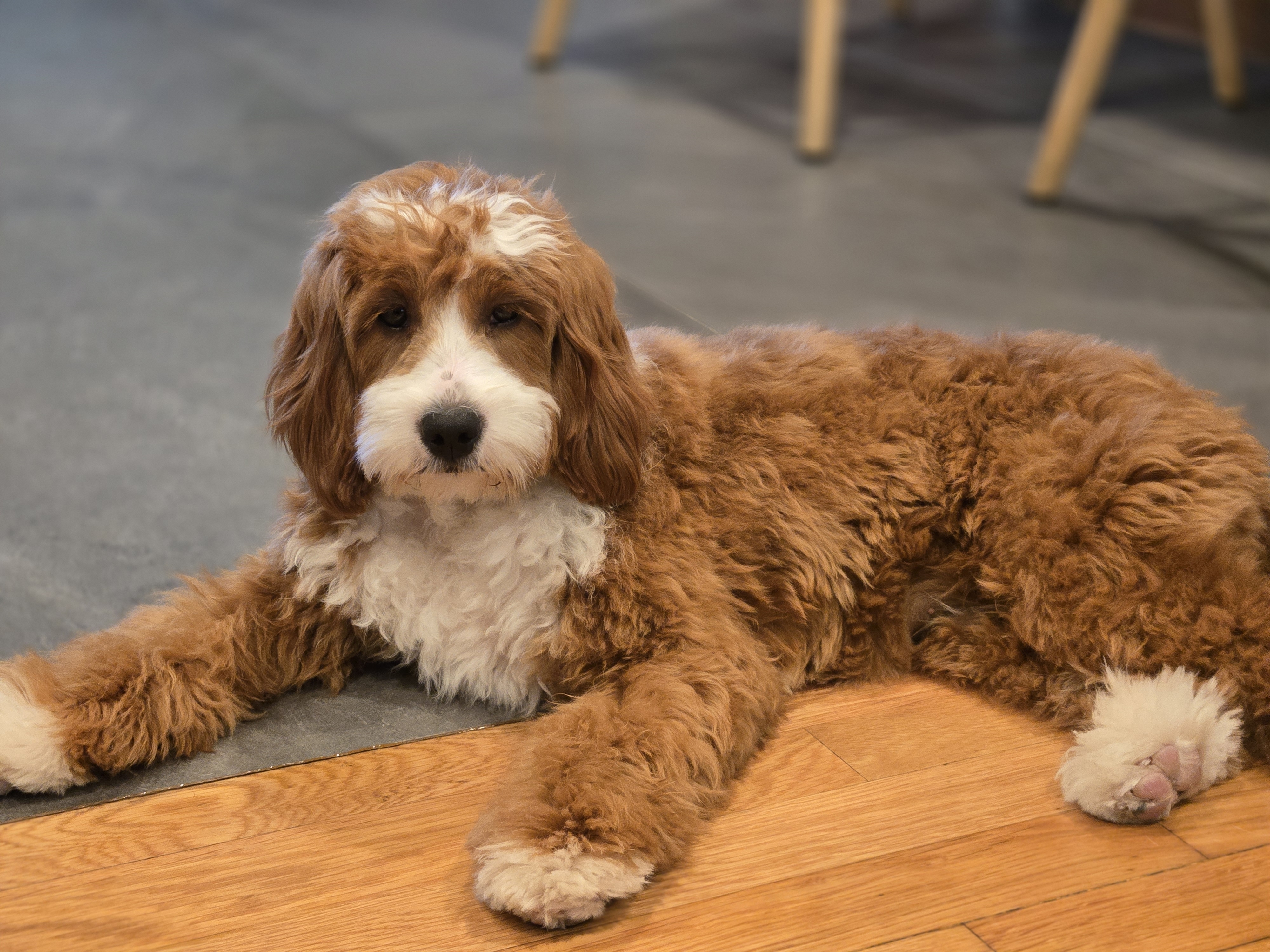 A picture of Brandy, a 5 months old Other dog.