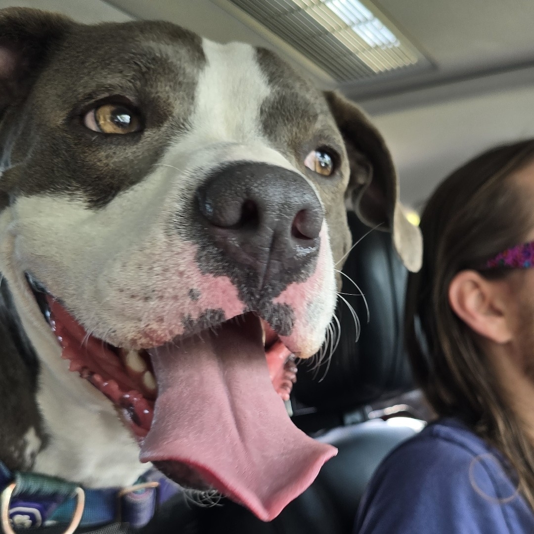 A picture of Dorian Siruis Grey, a 4 years 9 months old Other dog.