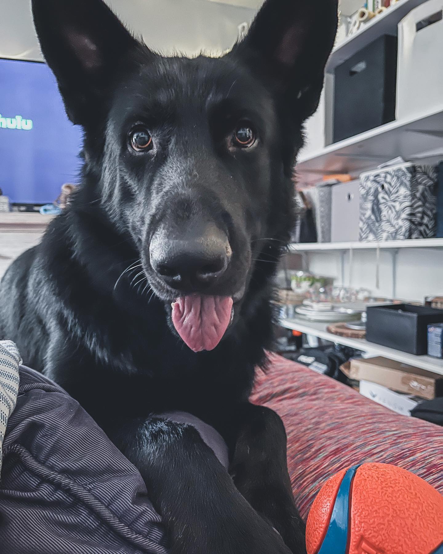 A picture of Murt, a 5 years 11 months old Other dog.