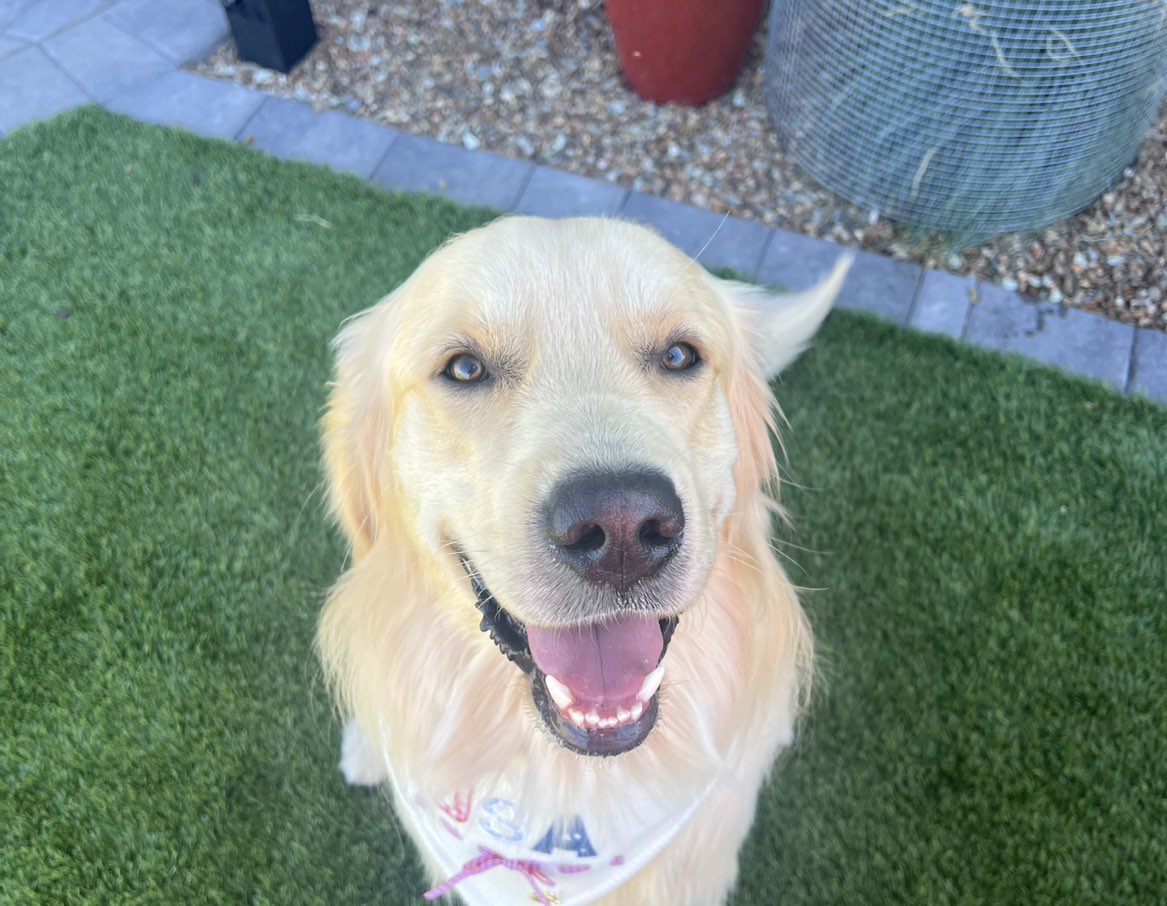 A picture of Castle, a 1 year 5 months old Other dog.