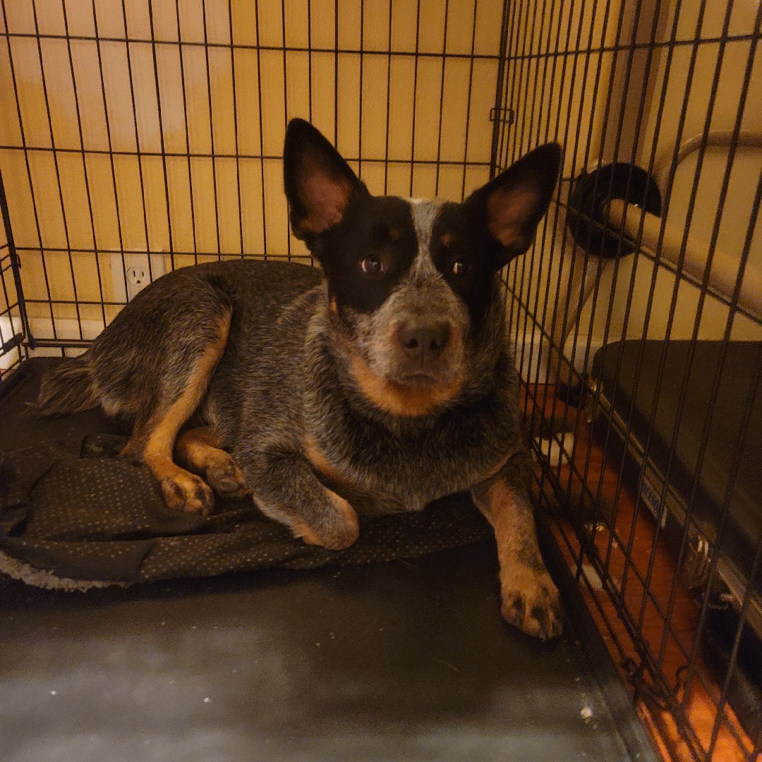 A picture of Hoban Washburn, a 4 years 5 months old Other dog.