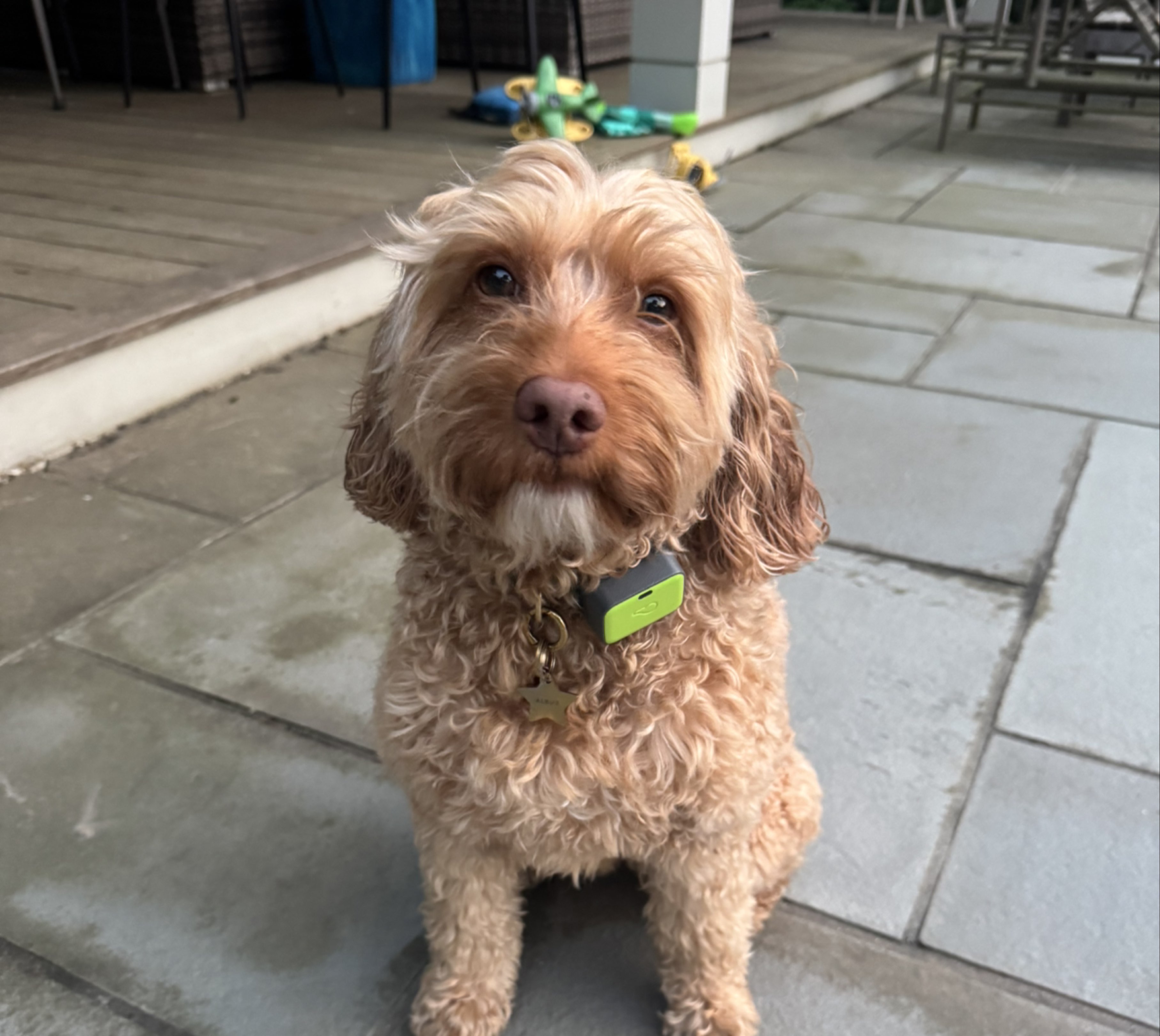 A picture of Albus, a 5 years 10 months old Other dog.