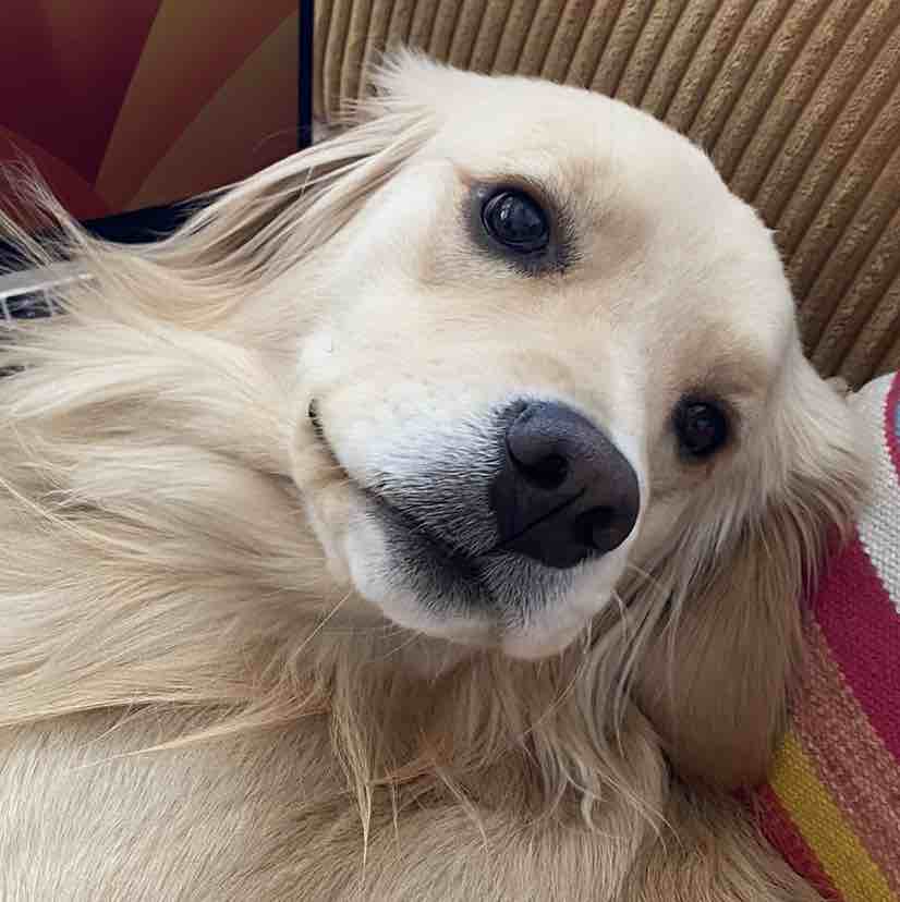 A picture of Cali, a 4 years 11 months old Other Mix dog.