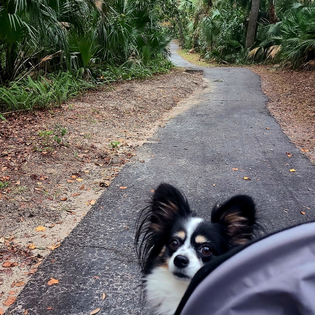 A picture of Genevieve, a 7 years 4 months old Other dog.