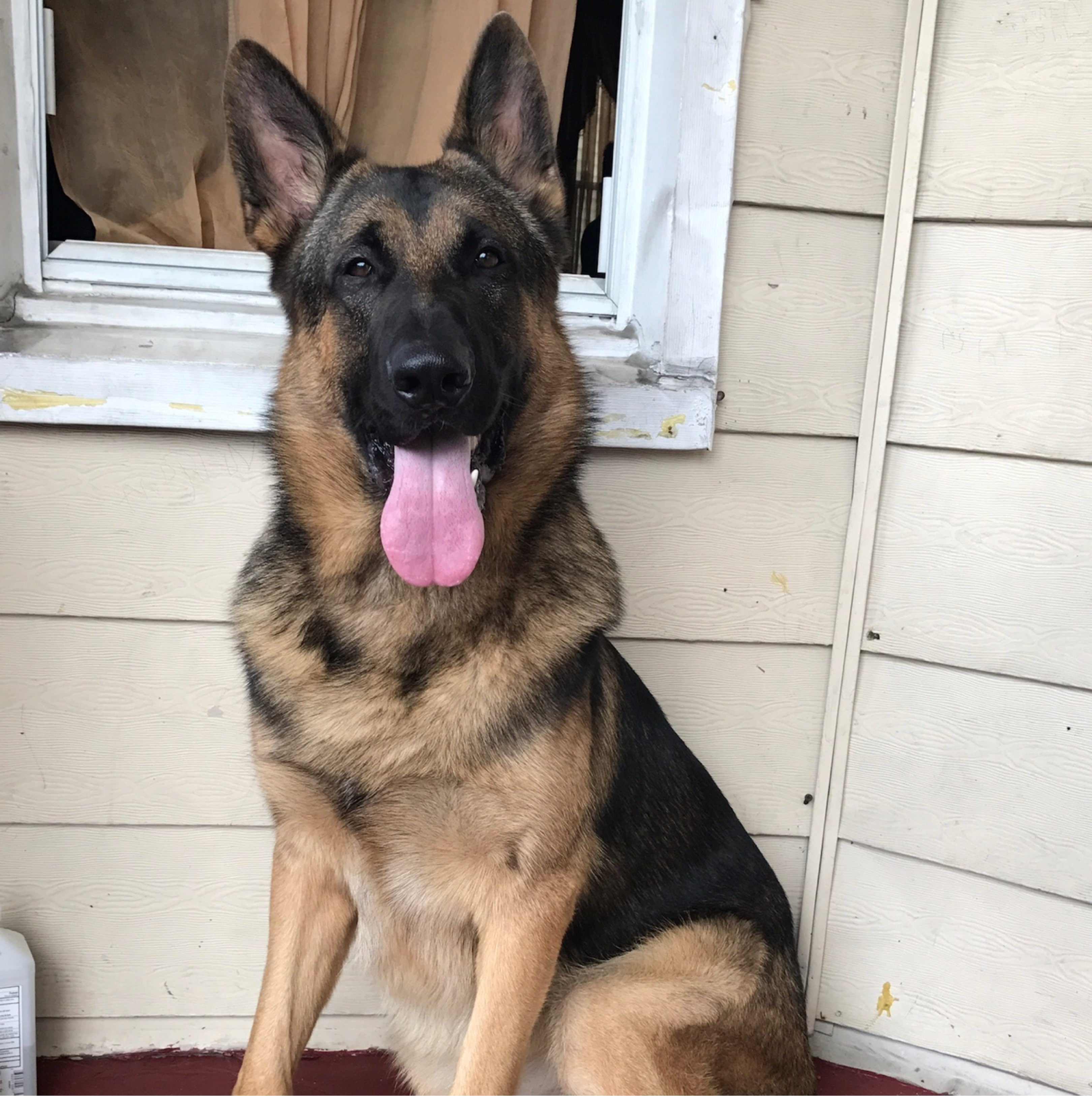 A picture of Maximus Martinez, a 9 years 4 months old Other dog.