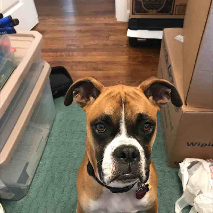 A picture of Ocie, a 5 years 5 months old Other dog.