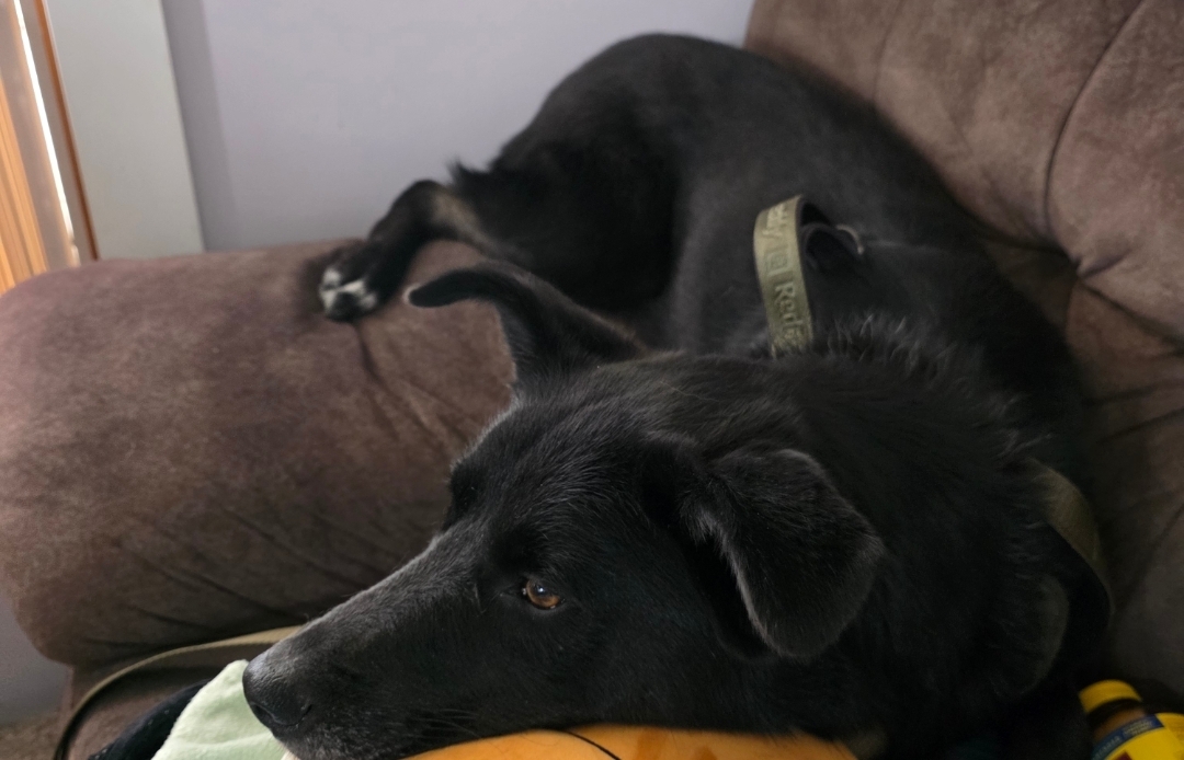 A picture of Nebula , a 2 years 9 months old Other Mix dog.