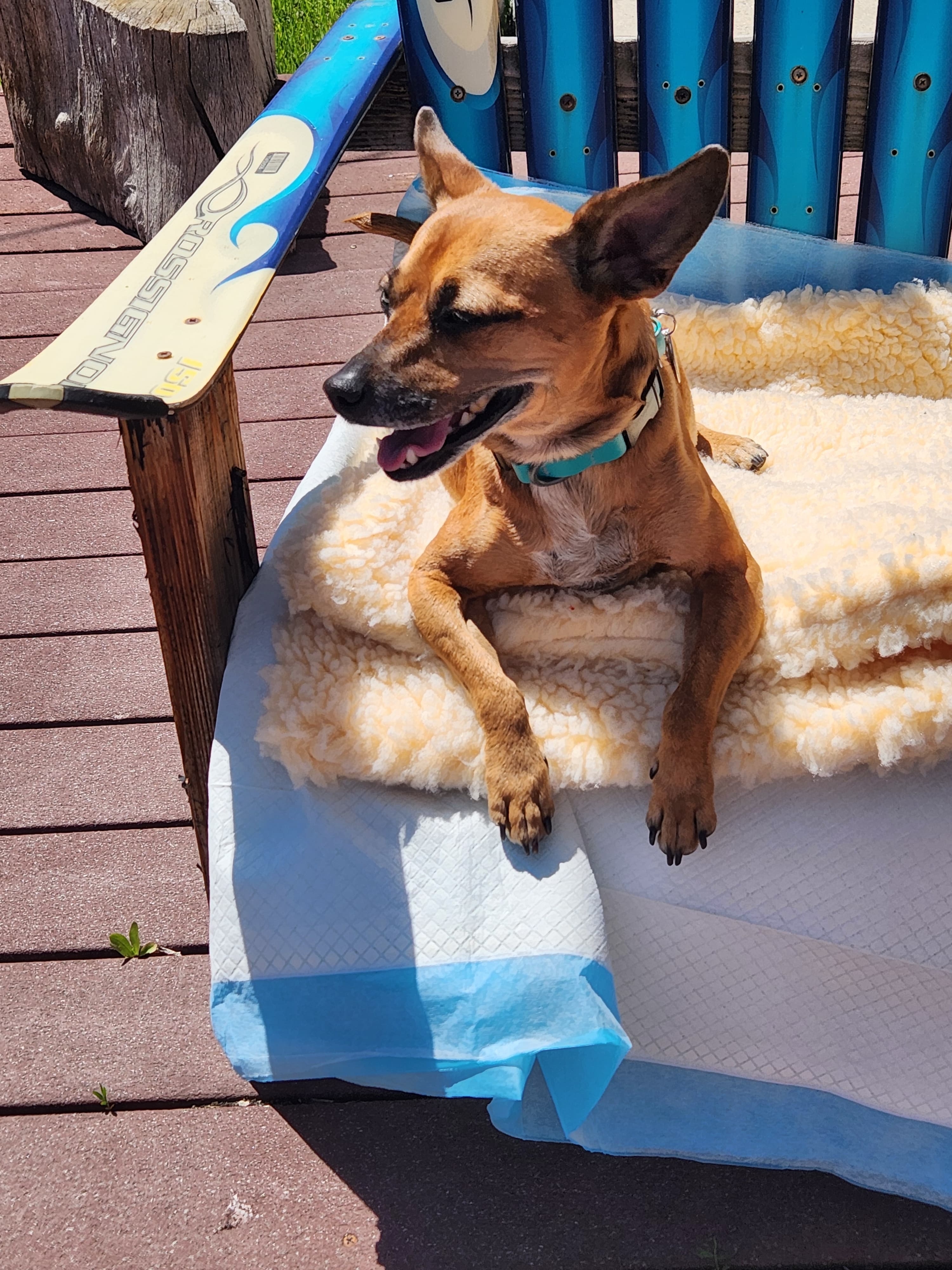 A picture of Jingle Sharma, a 6 years 3 months old Other Mix dog.
