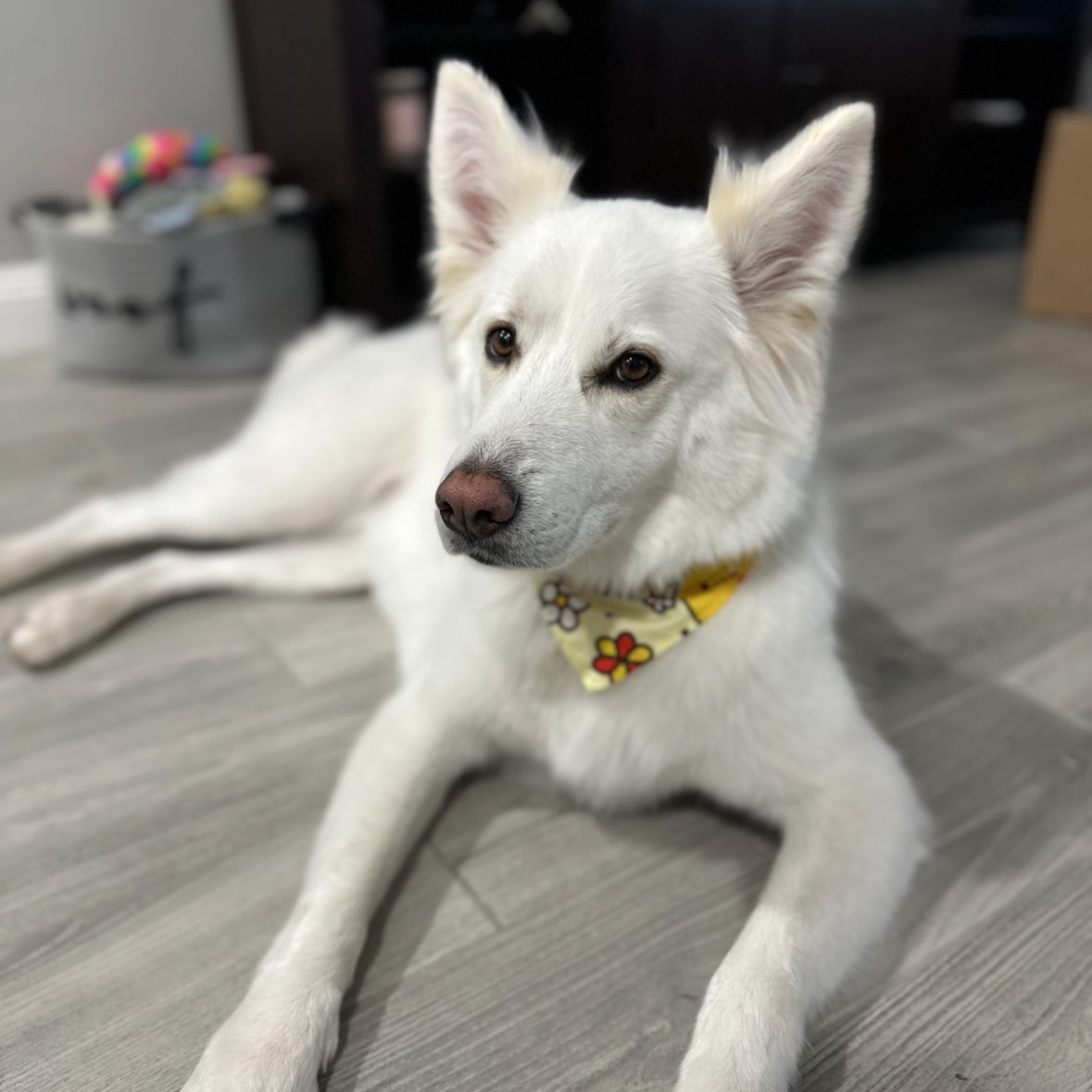 A picture of Kita, a 2 years 8 months old Other Mix dog.