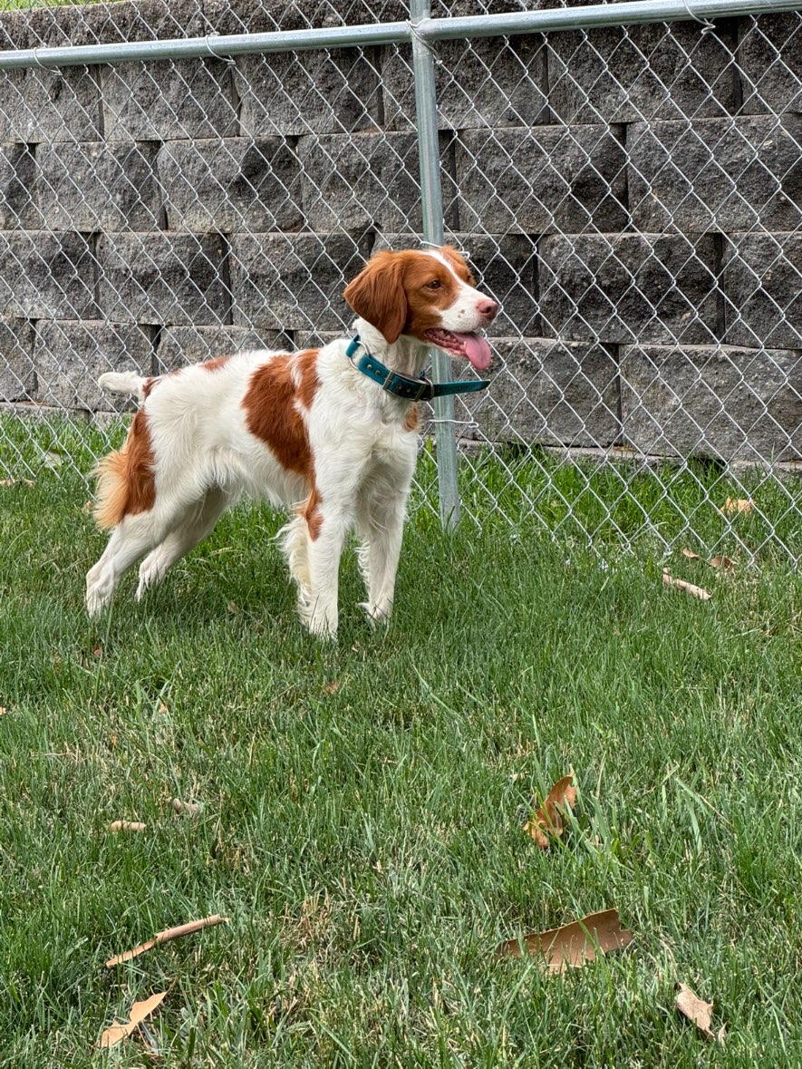 A picture of Gem, a 4 years old Other dog.