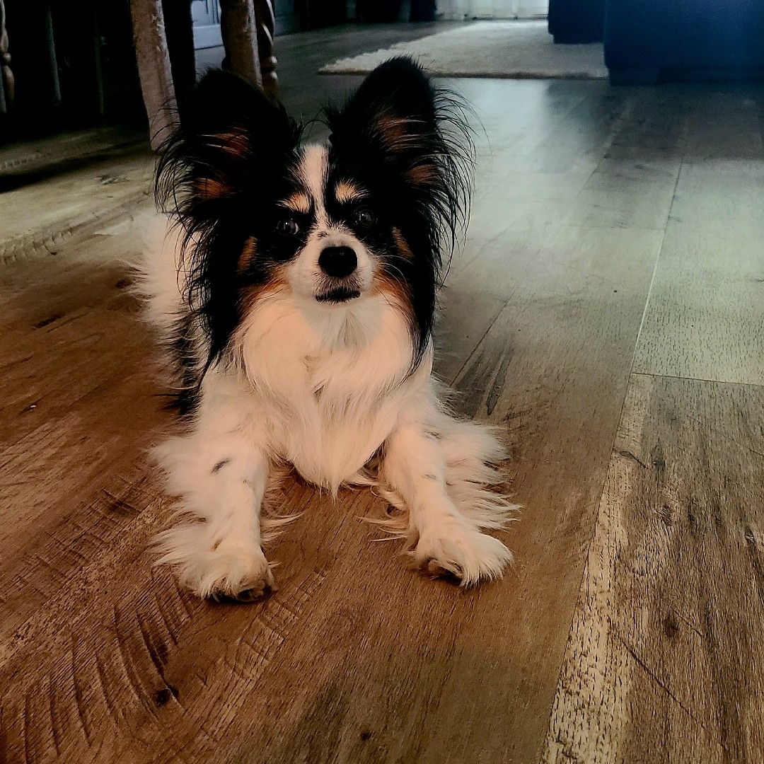 A picture of Genevieve, a 7 years 4 months old Other dog.