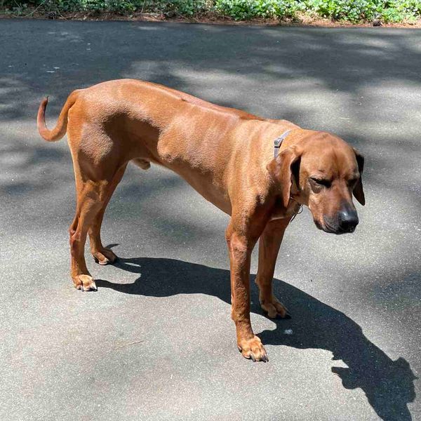 Redbone Coonhound Rhodesian Ridgeback Mix